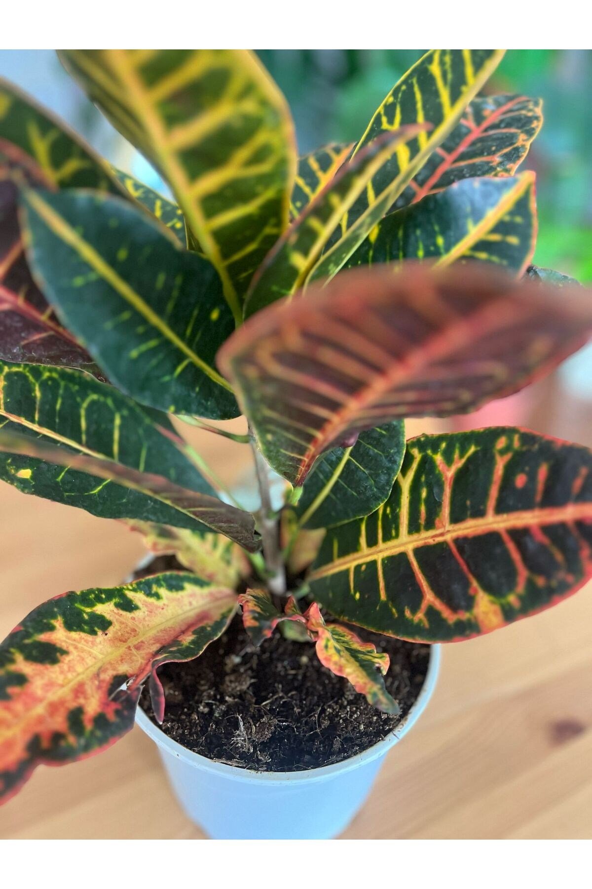 Kroton-Croton Petra