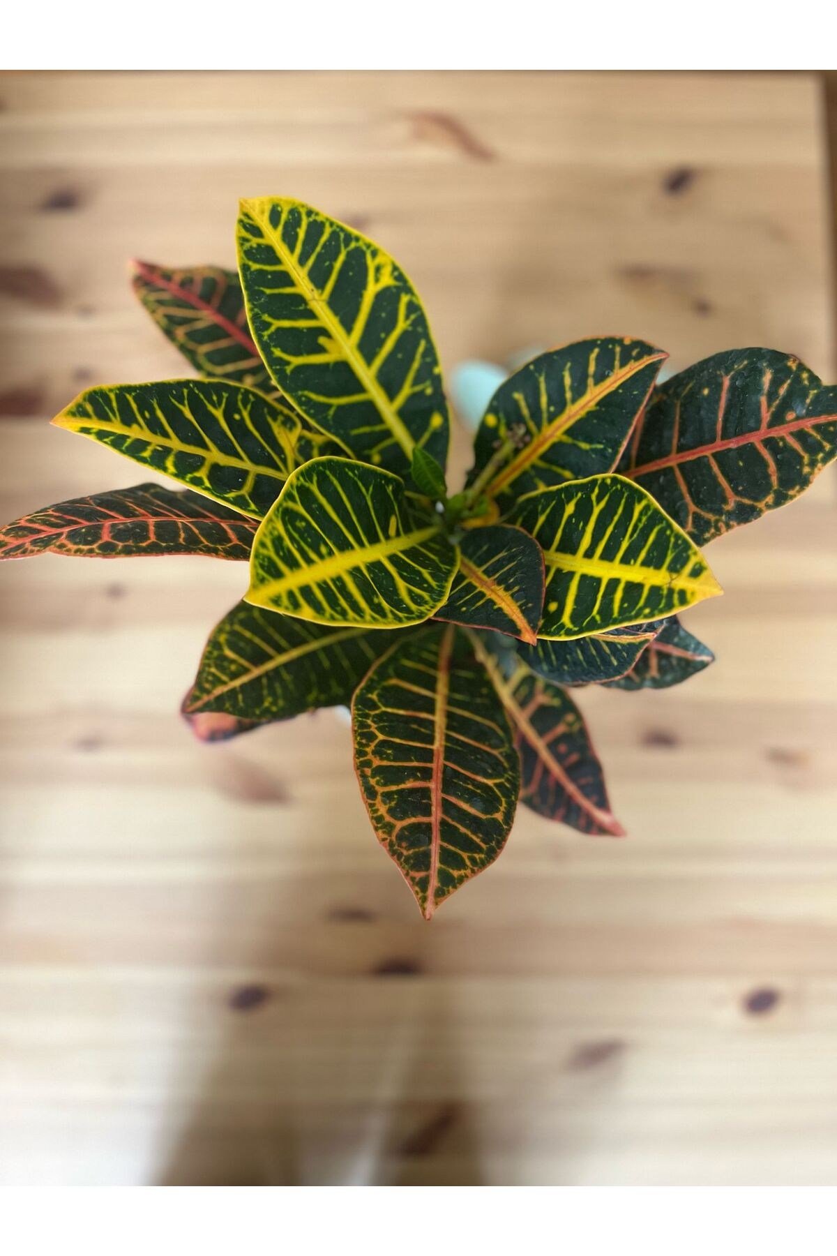 Kroton-Croton Petra
