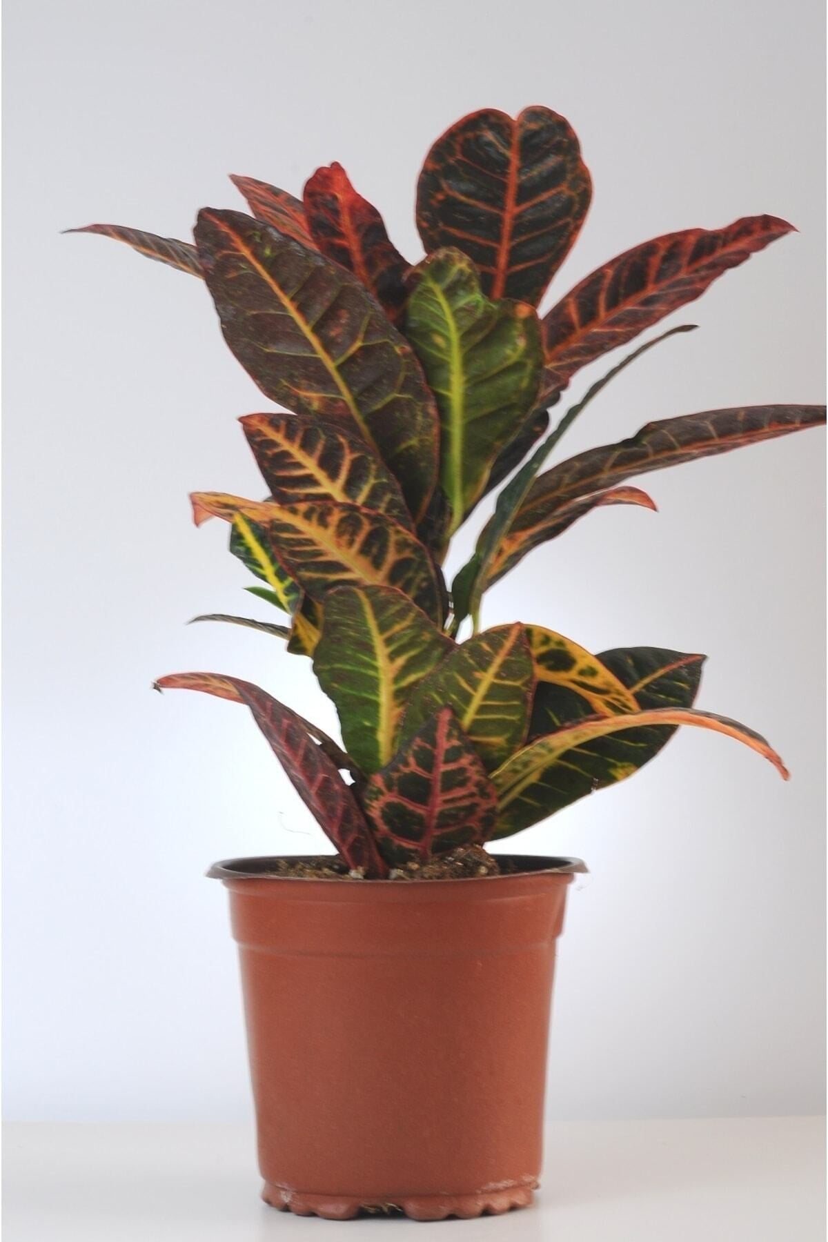 Kroton Croton Petra Ev Bitkisi Üretim Saksılı
