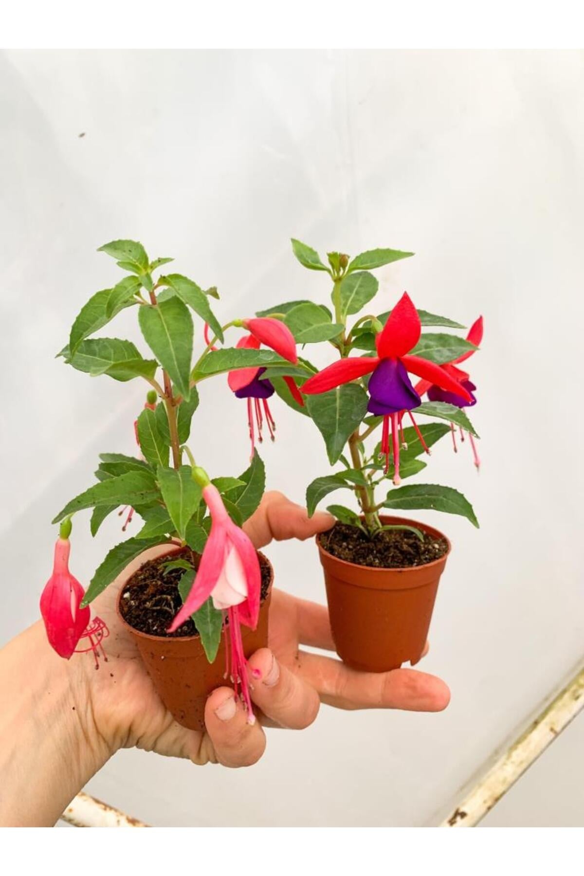 Küpeli Çiçeği Pembe Beyaz 10-20 cm