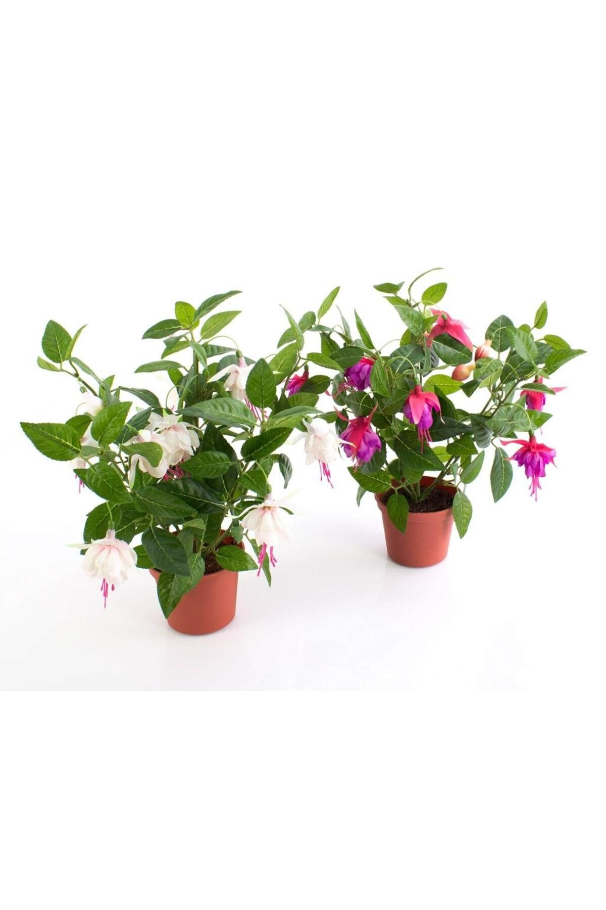 Küpeli Çiçeği Pembe Beyaz 10-20 cm
