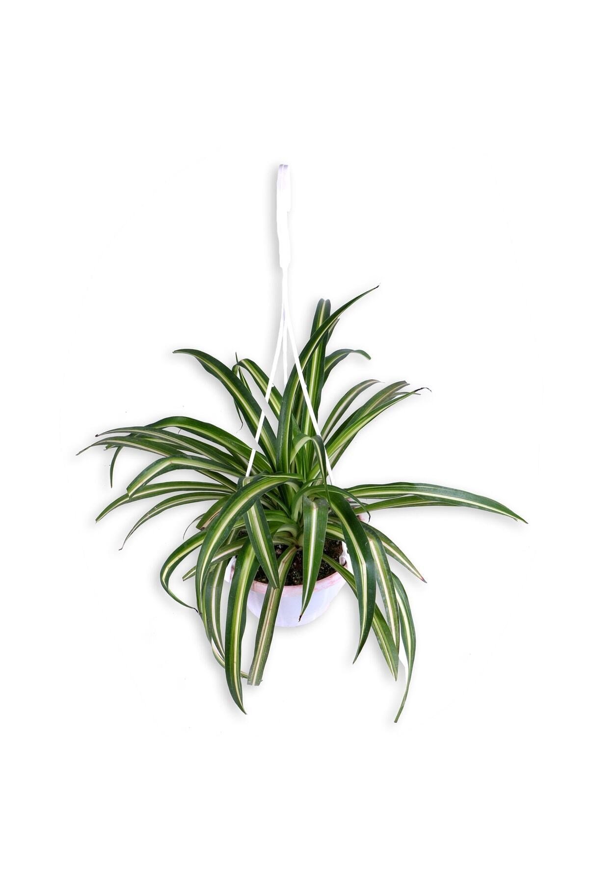 Kurdela Çiçeği - Chlorophytum - Askılı Saksı'da