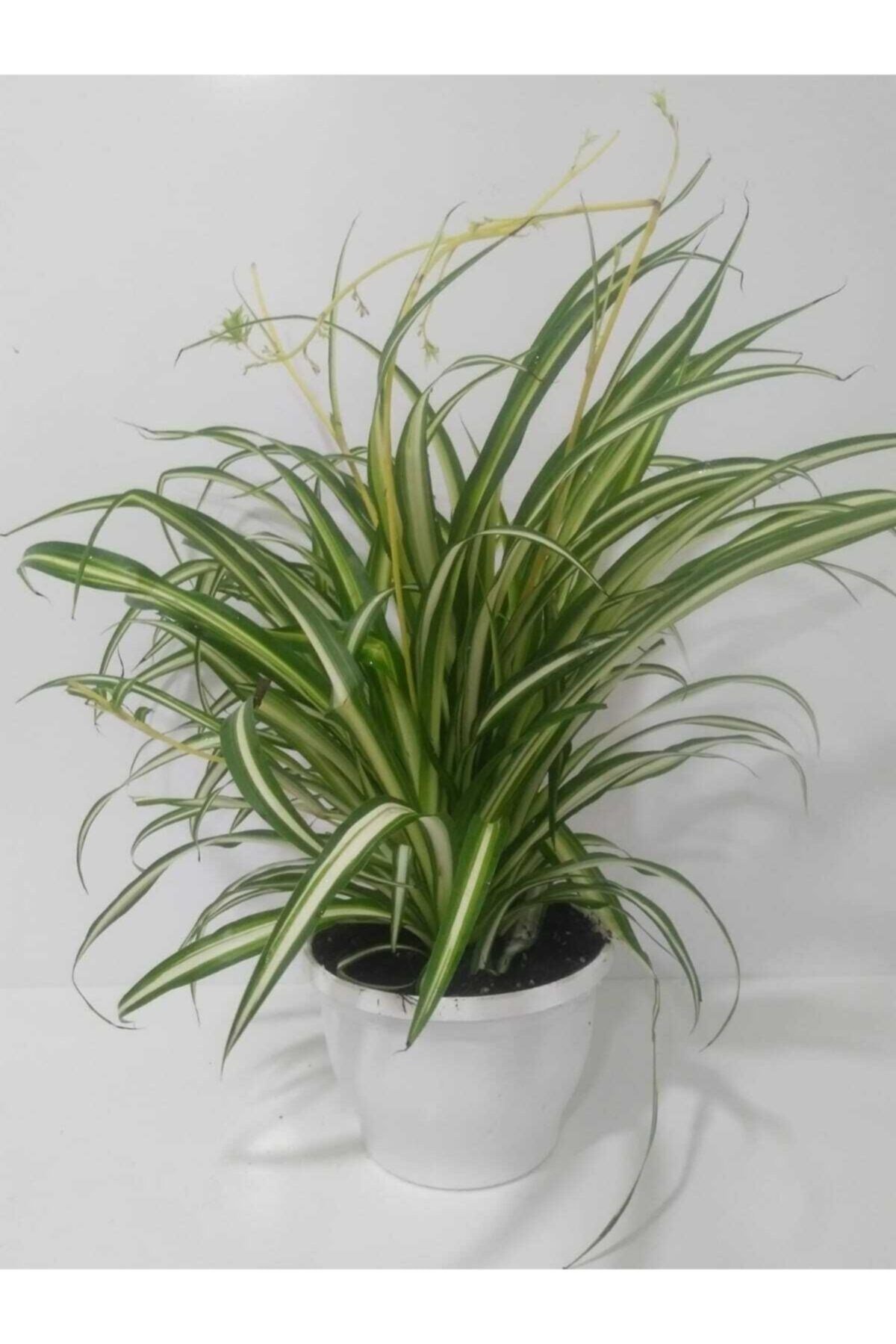 Kurdela Çiçeği Fidanı 10-20 cm