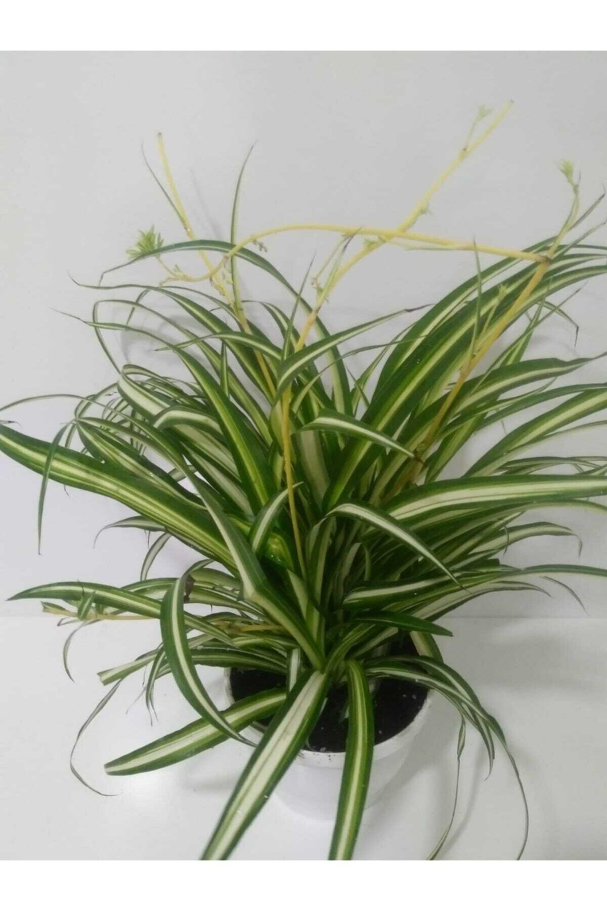 Kurdela Çiçeği Fidanı 10-20 cm