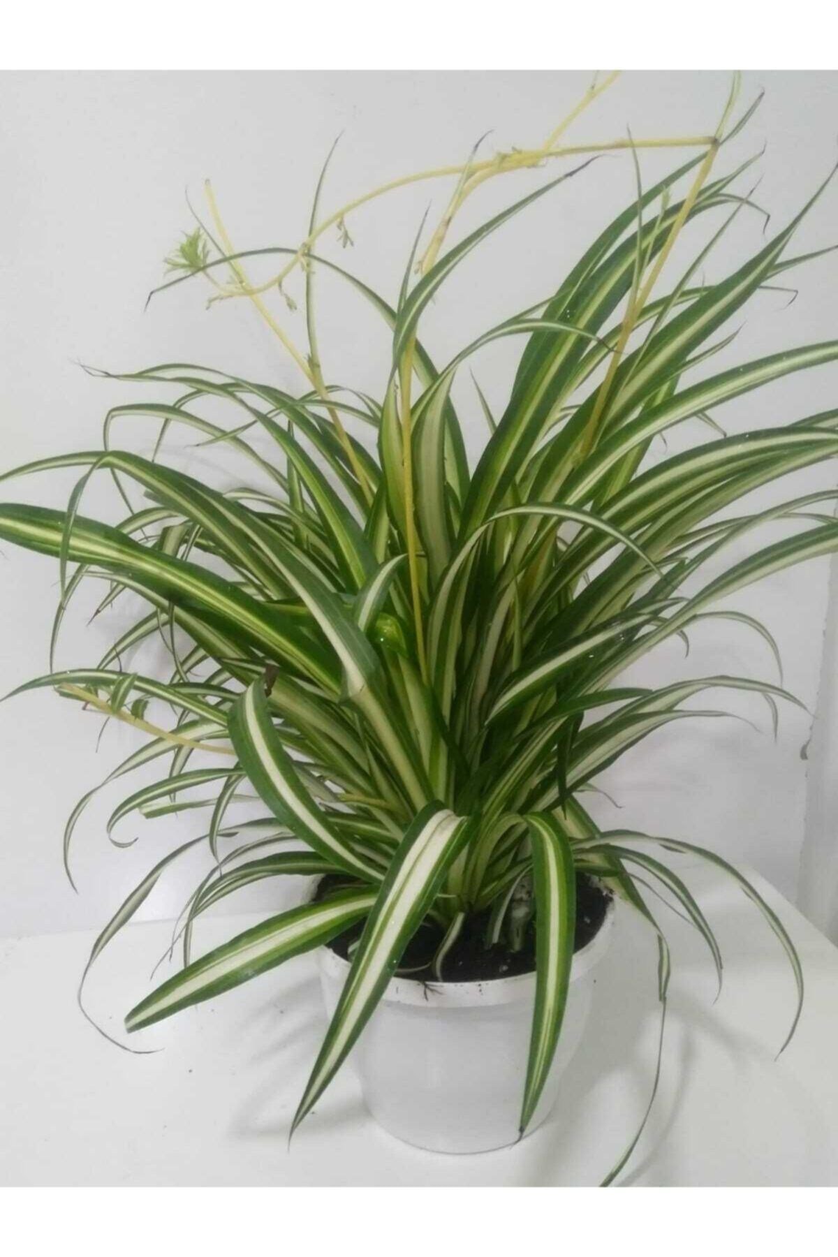 Kurdela Çiçeği Fidanı 10-20 cm
