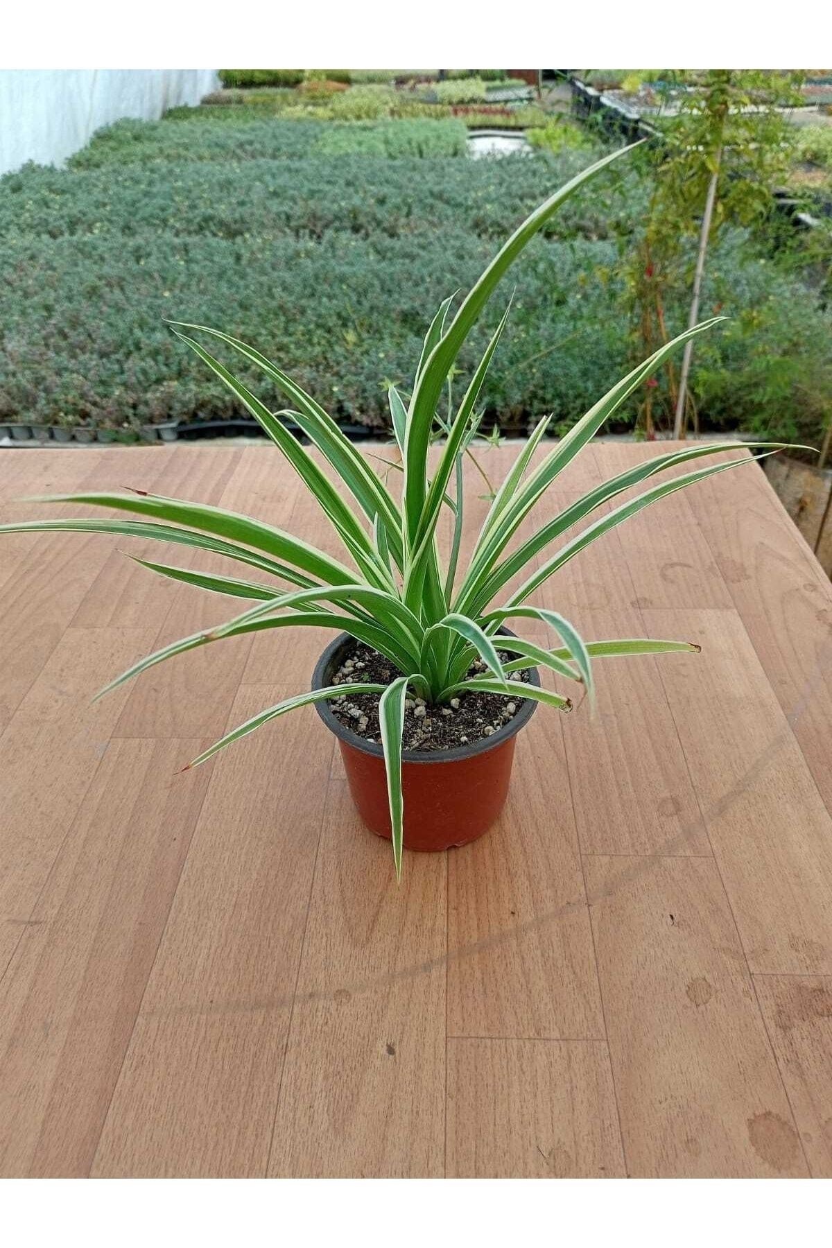 Kurdela Çiçeği Fidanı Chlorophytum Comosum 10-20 cm