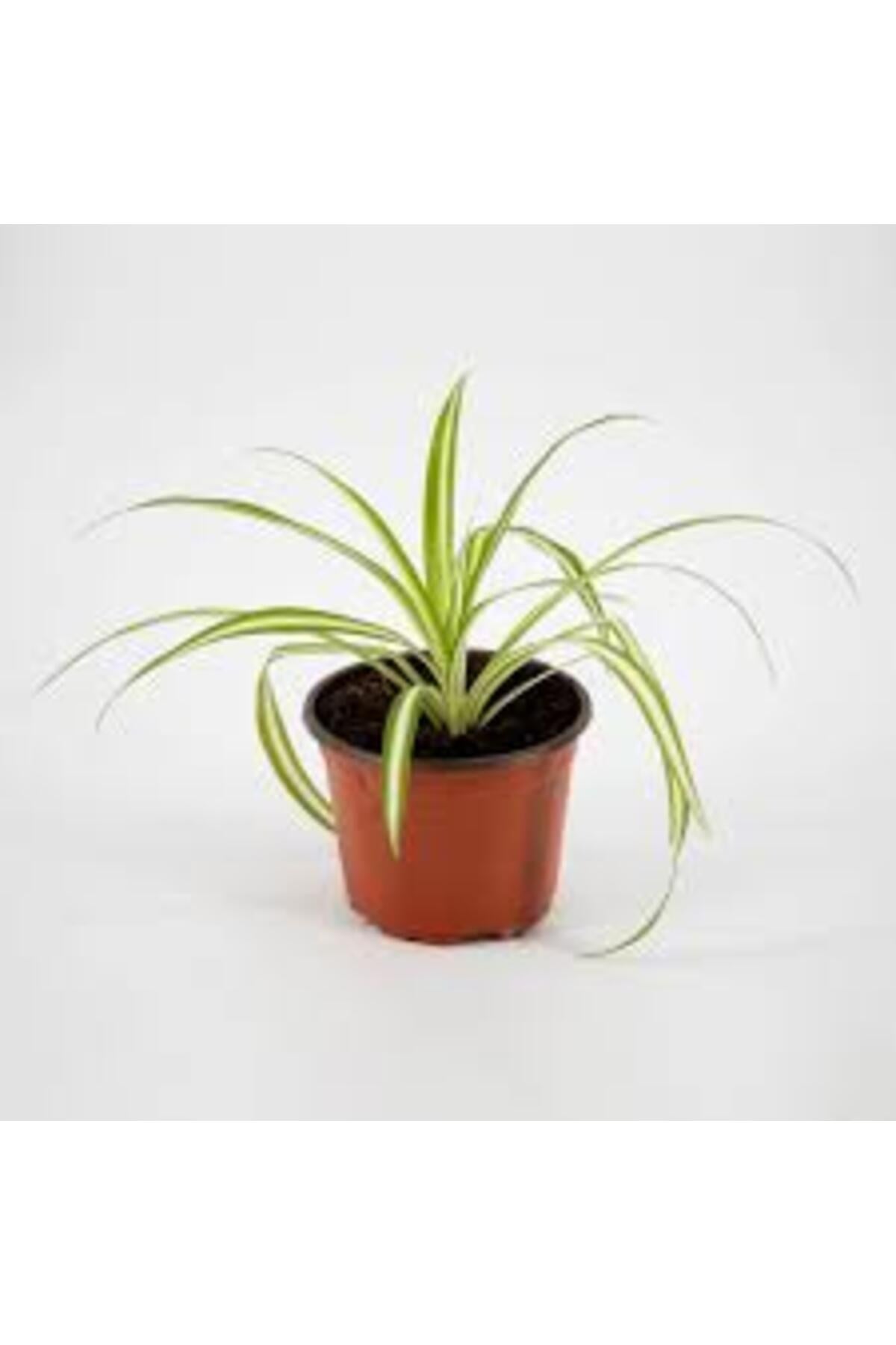 Kurdela Kordela Salon Çiçeği Fidanı 10-20 Cm