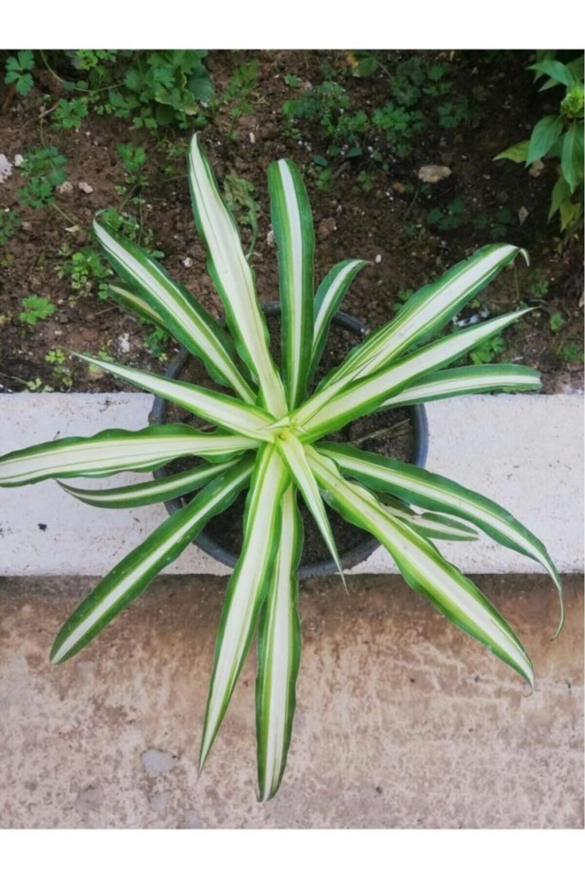 Kurdela Kordela Salon Çiçeği Fidanı 10-20 Cm