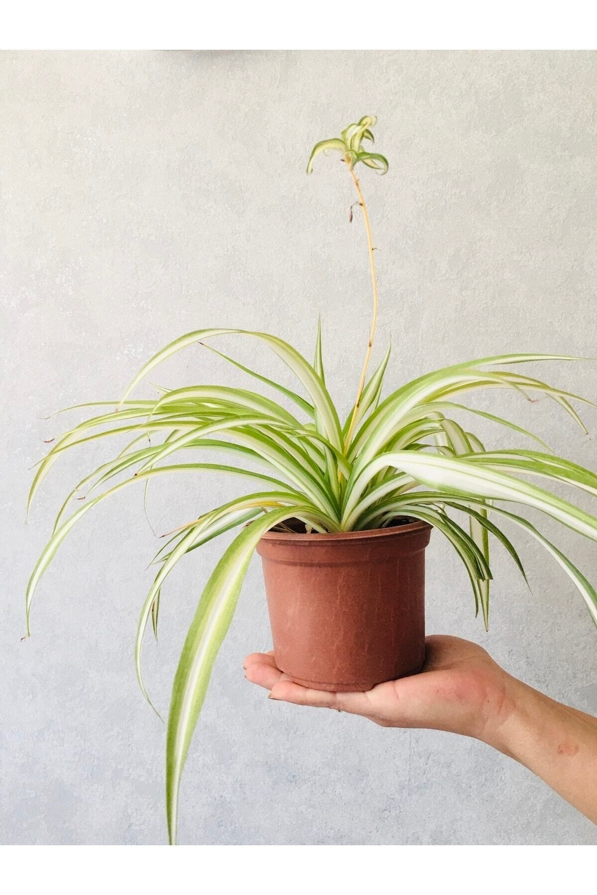 Kurdele Çiçeği 2 Adet Chlorophytum Comosum Kurdela Çiçeği Salon Ofis Bitkisi Iç Mekan Süs Bitkisi
