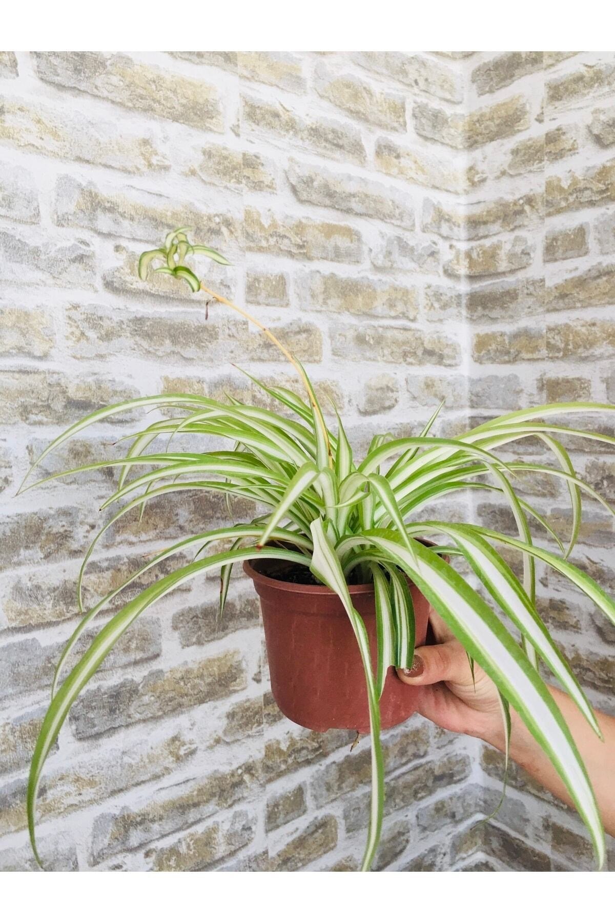 Kurdele Çiçeği 2 Adet Chlorophytum Comosum Kurdela Çiçeği Salon Ofis Bitkisi Iç Mekan Süs Bitkisi