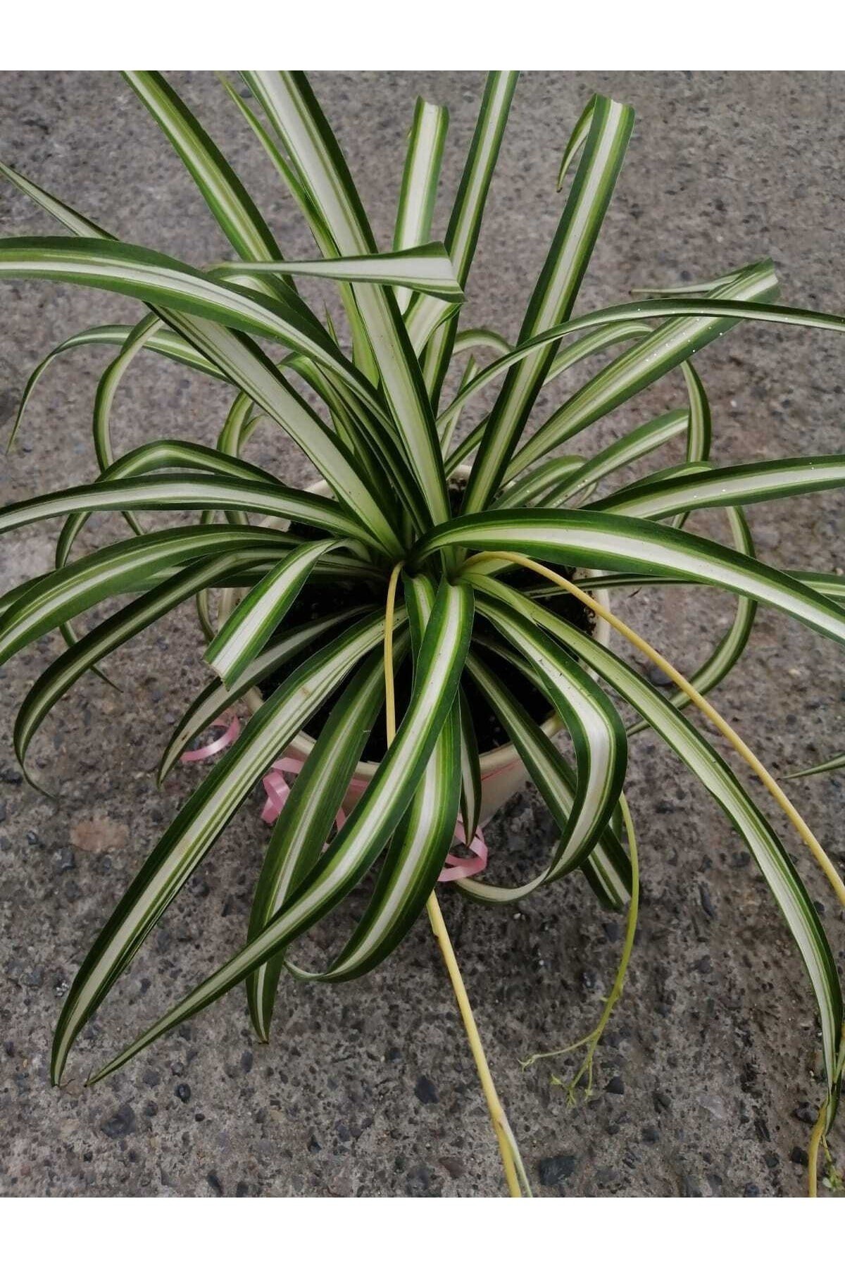 Kurdele Çiçeği (alaca)