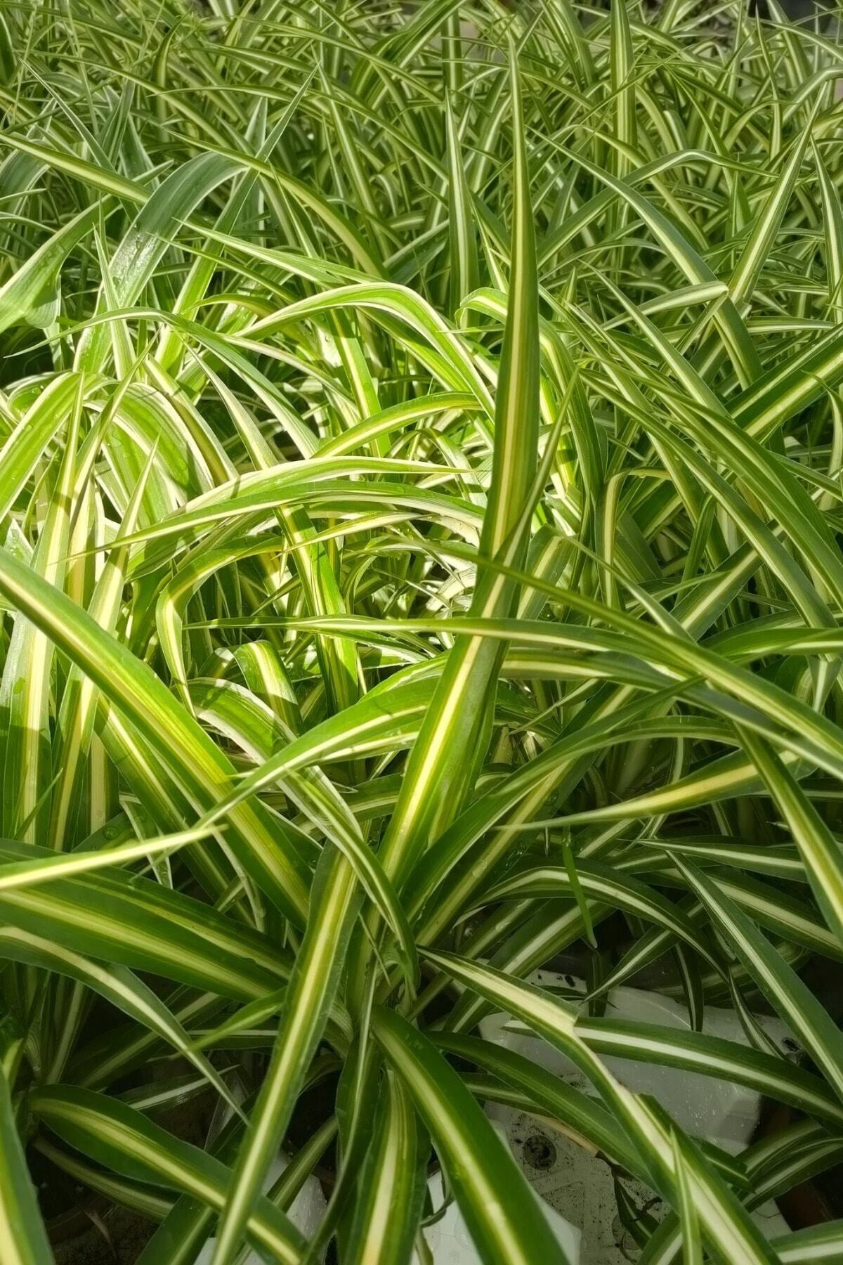 Kurdele Çiçeği - Chlorophytum Comosum