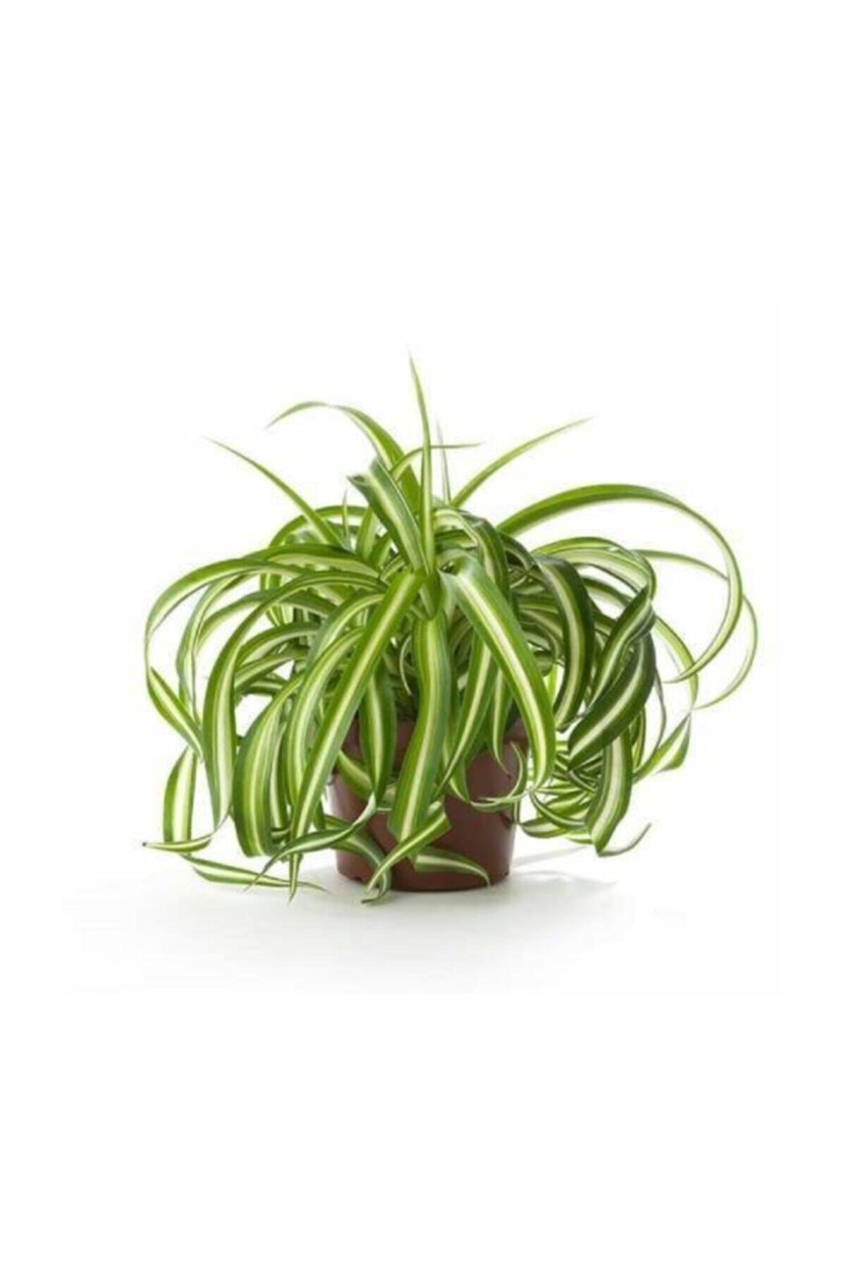 Kurdele Çiçeği Xl Chlorophytum