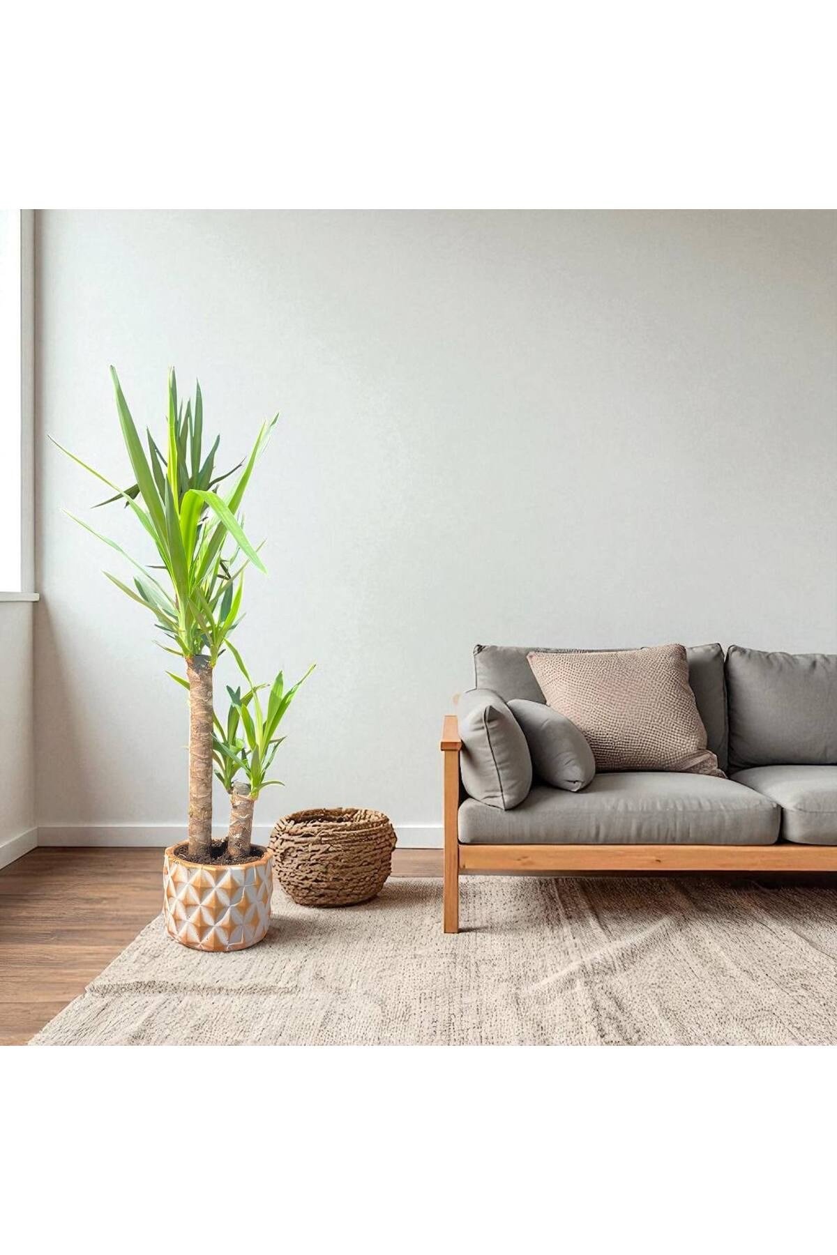 KUTUP YILDIZI TEMALI TAŞ SAKSI DA ÇİFT GÖVDELİ YUCCA - YUKA BİTKİSİ 110-120 CM