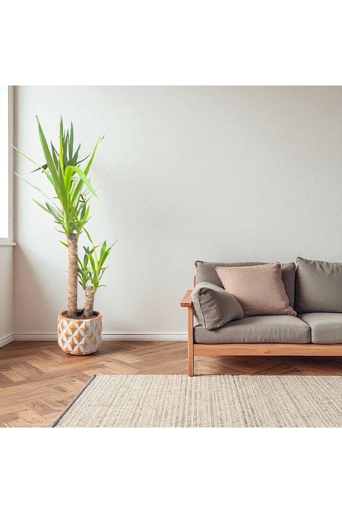 KUTUP YILDIZI TEMALI TAŞ SAKSI DA ÇİFT GÖVDELİ YUCCA - YUKA BİTKİSİ 110-120 CM