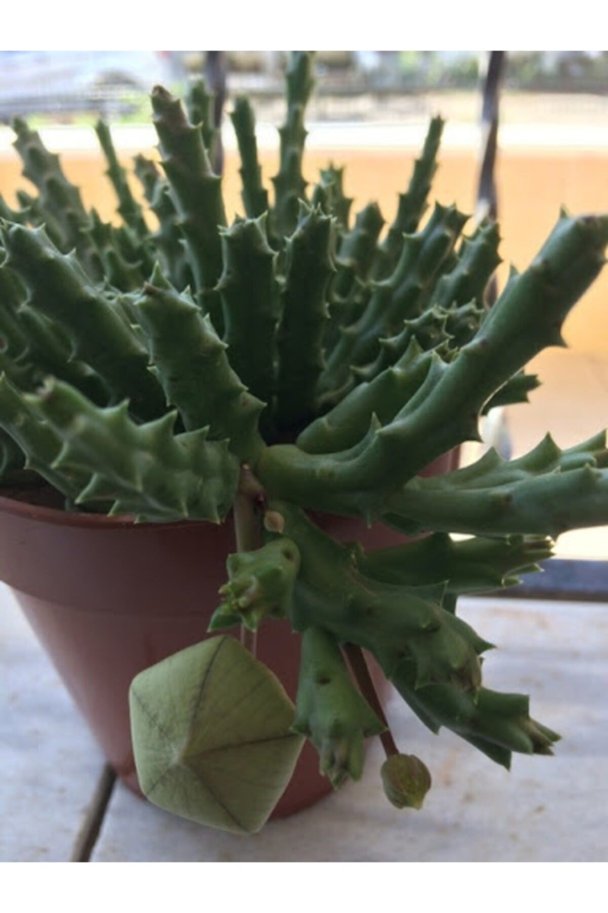 Leş Kaktüsü 10 Cm