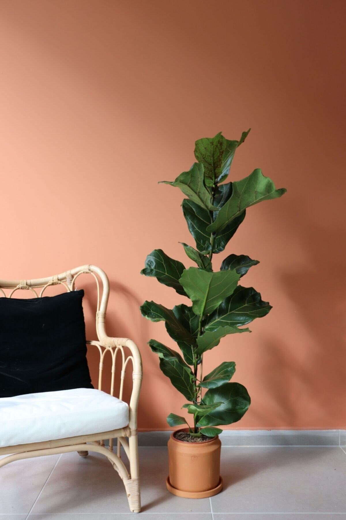 Likya Saksıda Ficus Lyrata