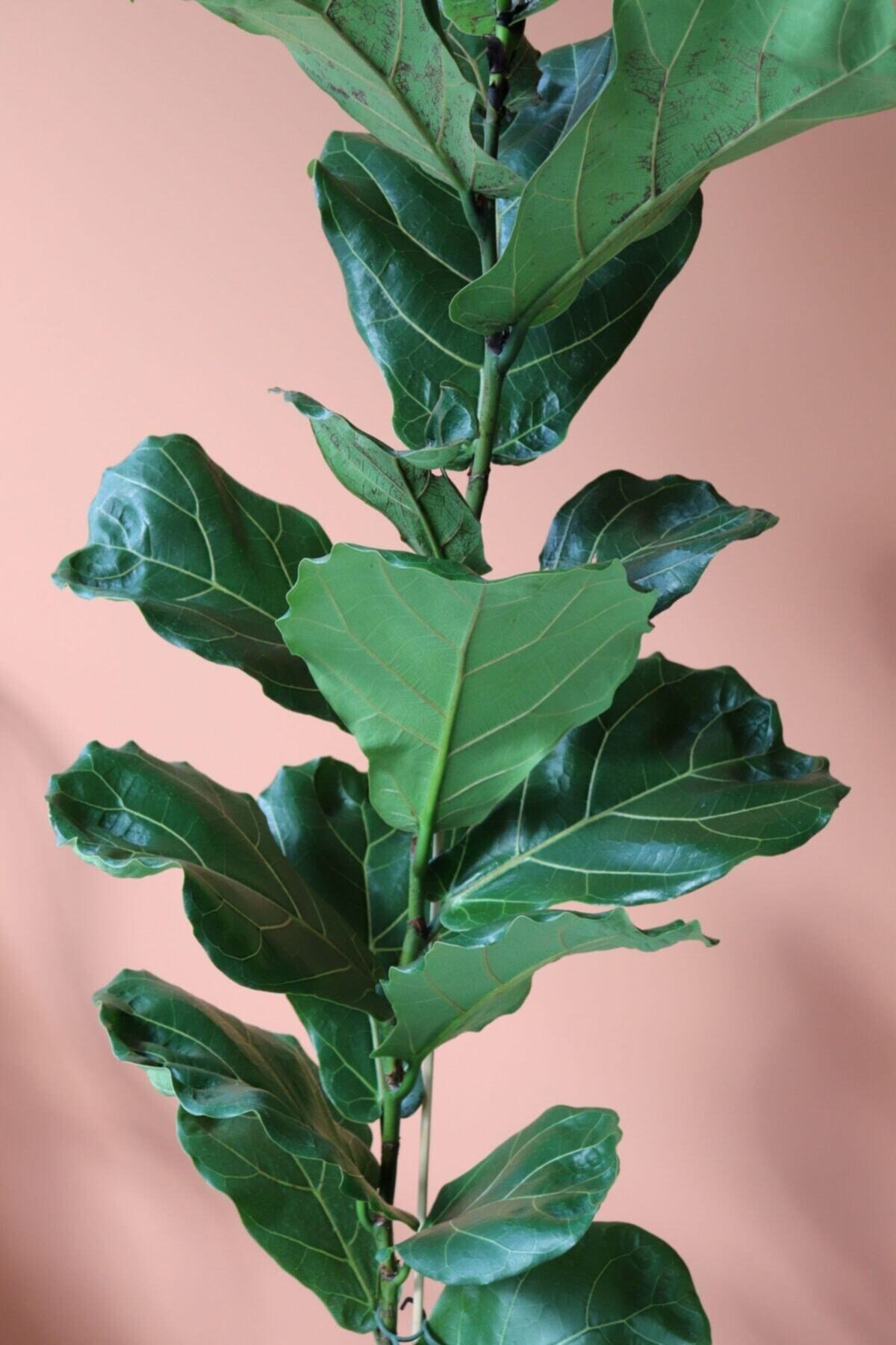 Likya Saksıda Ficus Lyrata