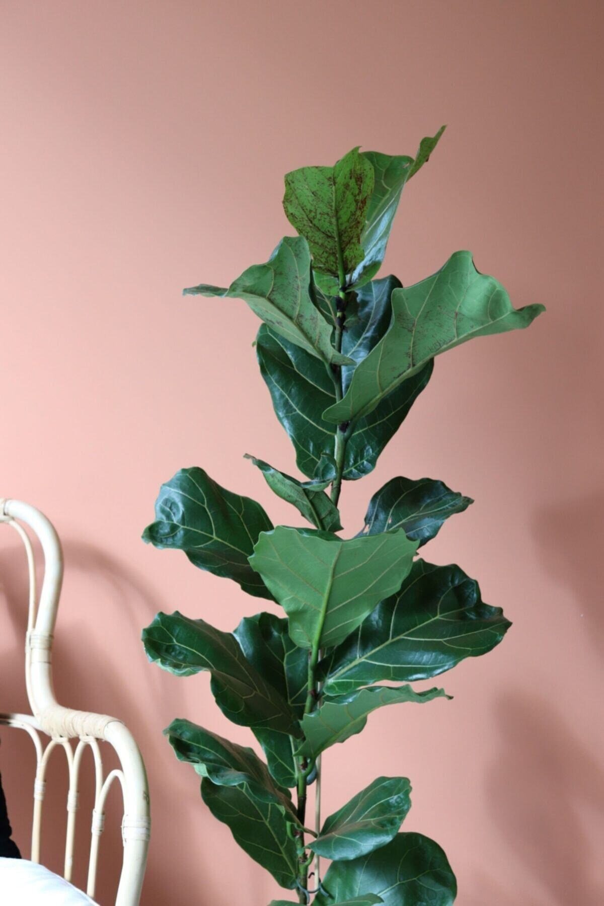 Likya Saksıda Ficus Lyrata