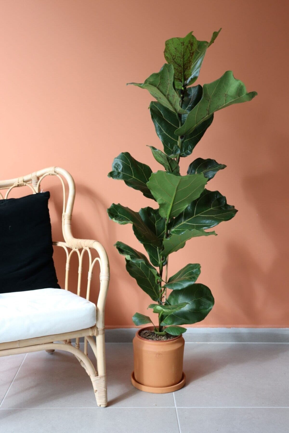 Likya Saksıda Ficus Lyrata