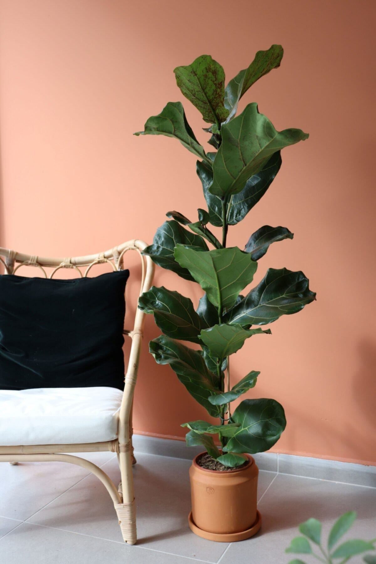 Likya Saksıda Ficus Lyrata