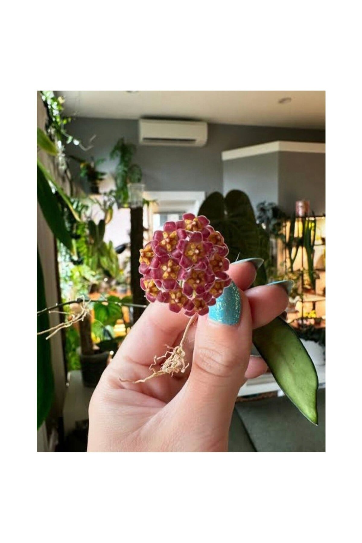 Lila Sarı Renk Çiçek Açan Mum Çiçeği Fidanı 10-20 cm