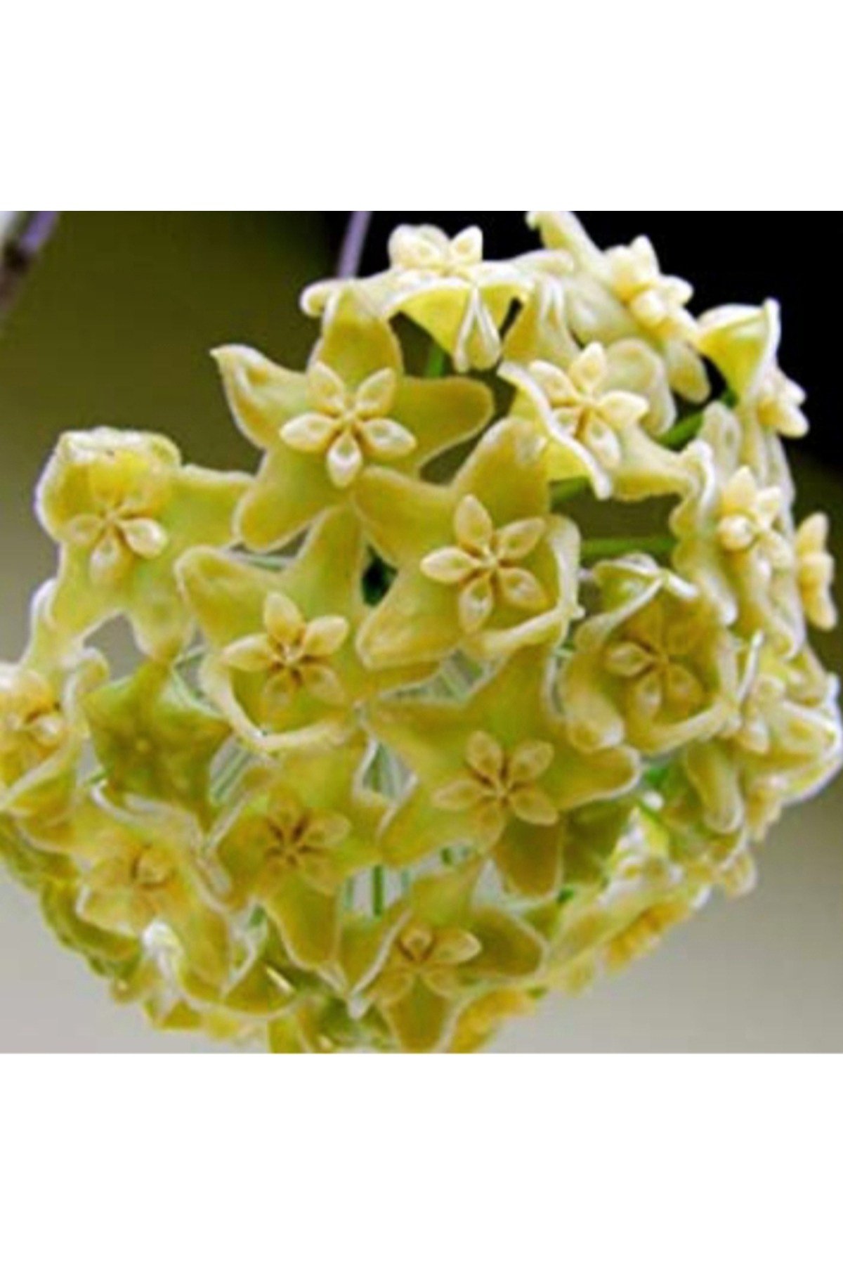 Limoni Yıldız Hoya Mum Çiçeği Fidanı