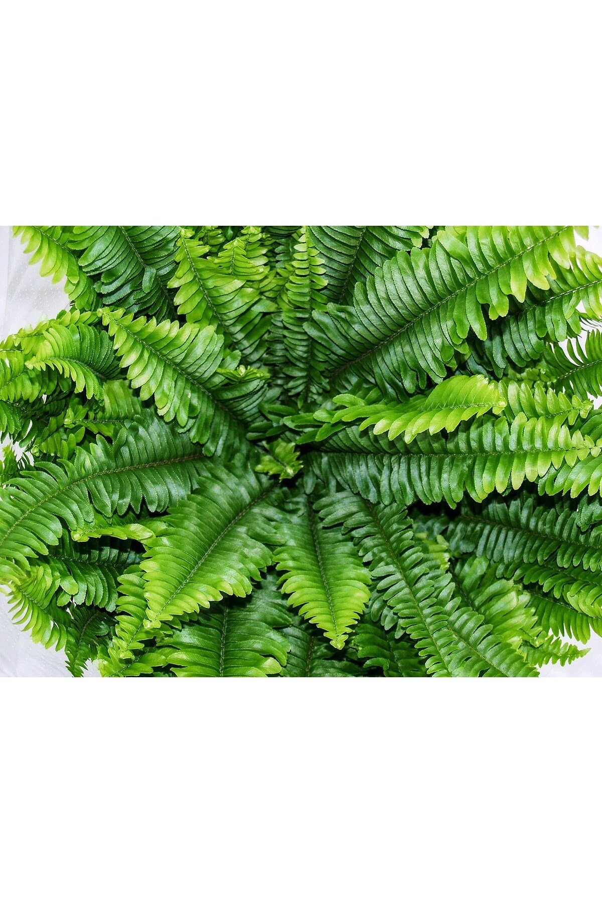 Love Stairs Seedling Aşk Merdiveni Fidanı Fujer Nephrolepis 10-20 cm