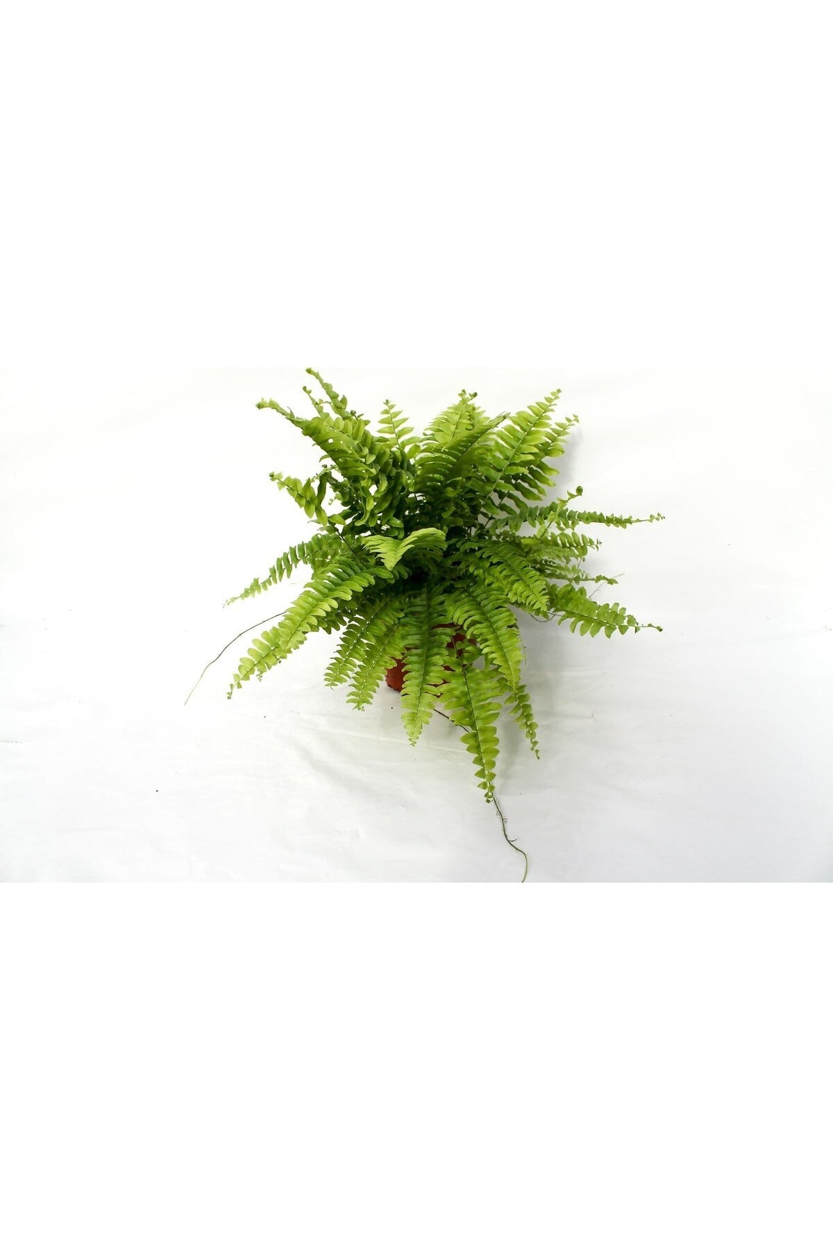 Love Stairs Seedling Aşk Merdiveni Fidanı Fujer Nephrolepis 10-20 cm