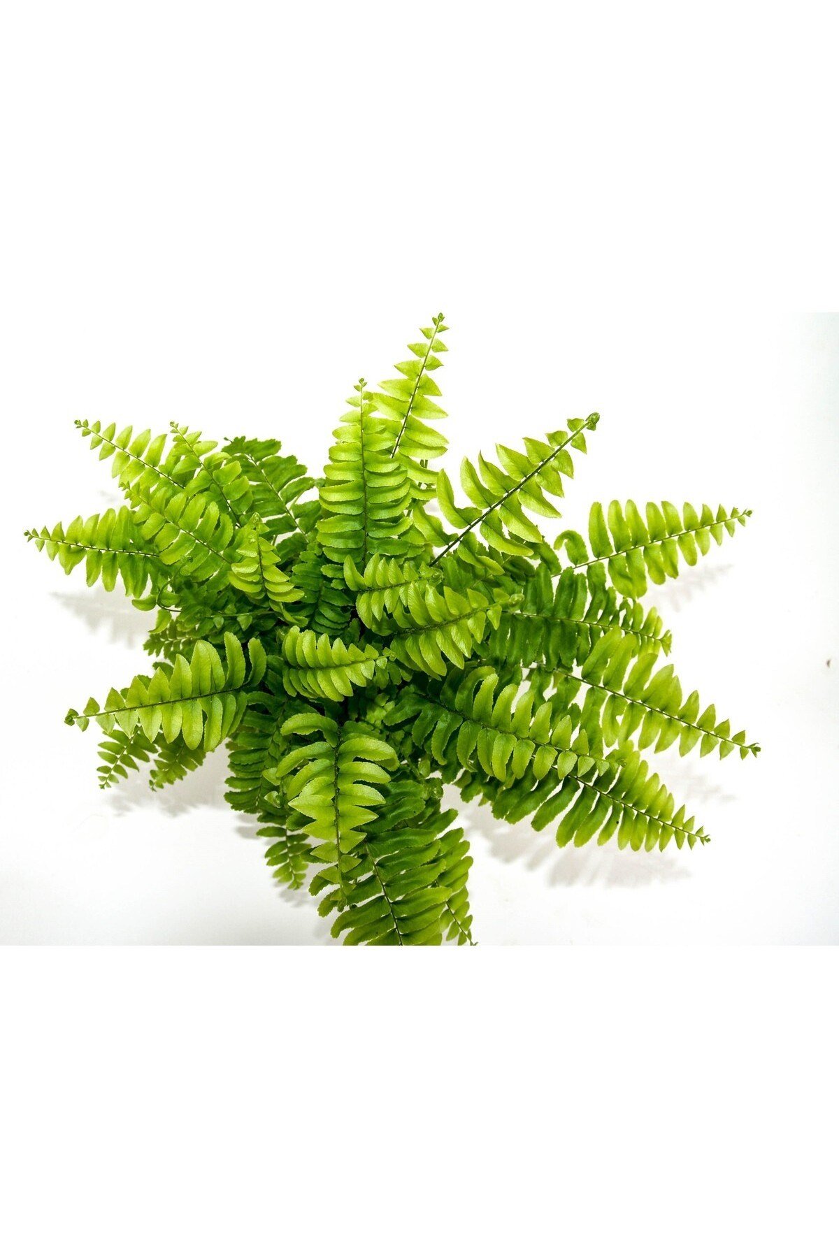 Love Stairs Seedling Aşk Merdiveni Fidanı Fujer Nephrolepis 10-20 cm