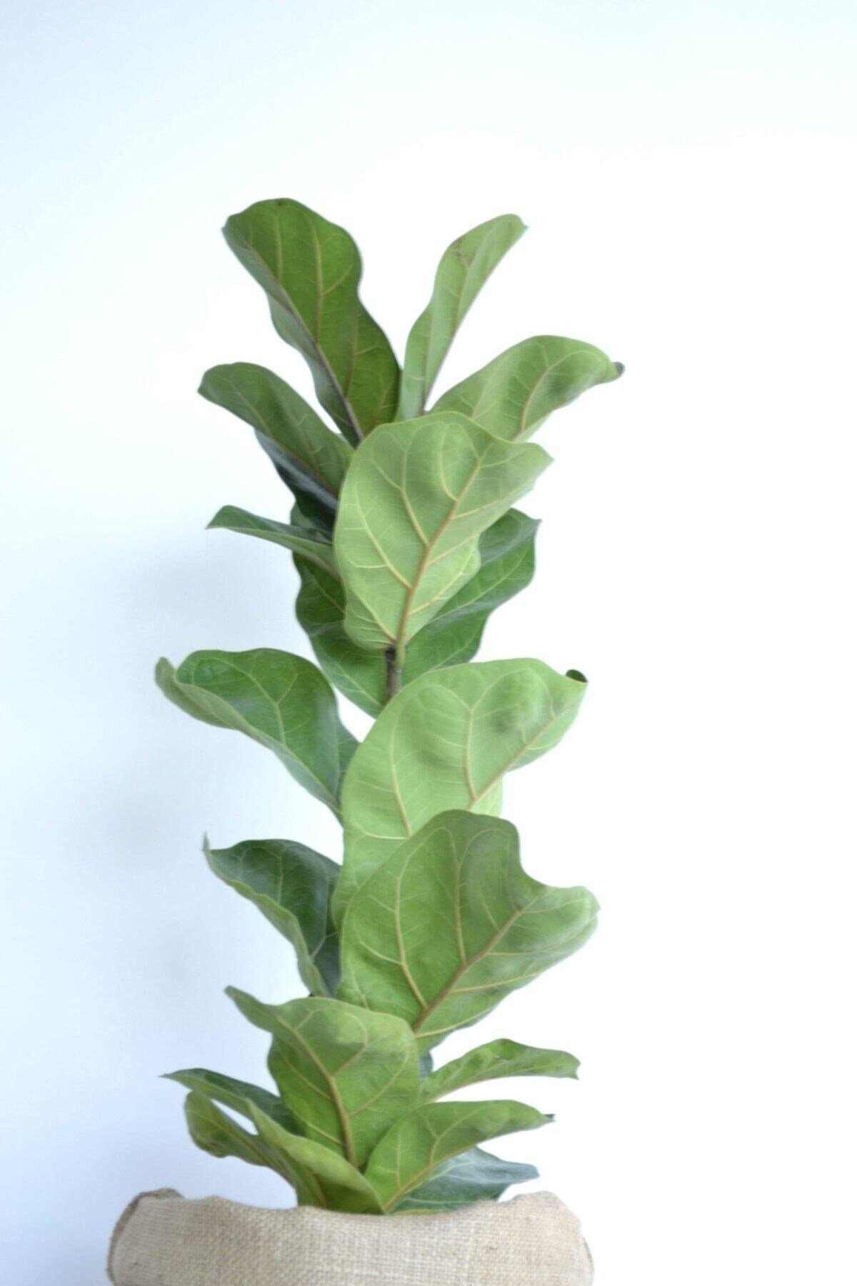 Lyrata