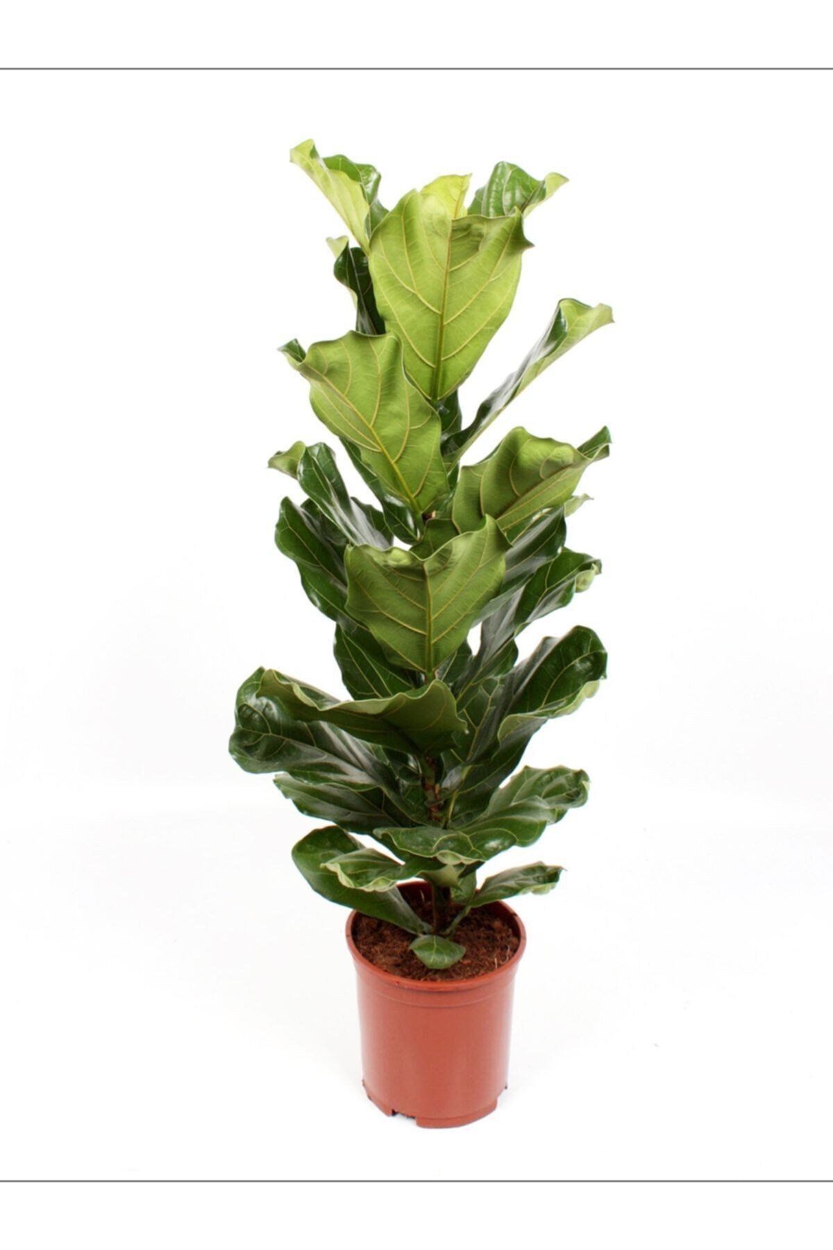 Lyrata - Keman Yapraklı Kauçuk - (90-110 Cm)