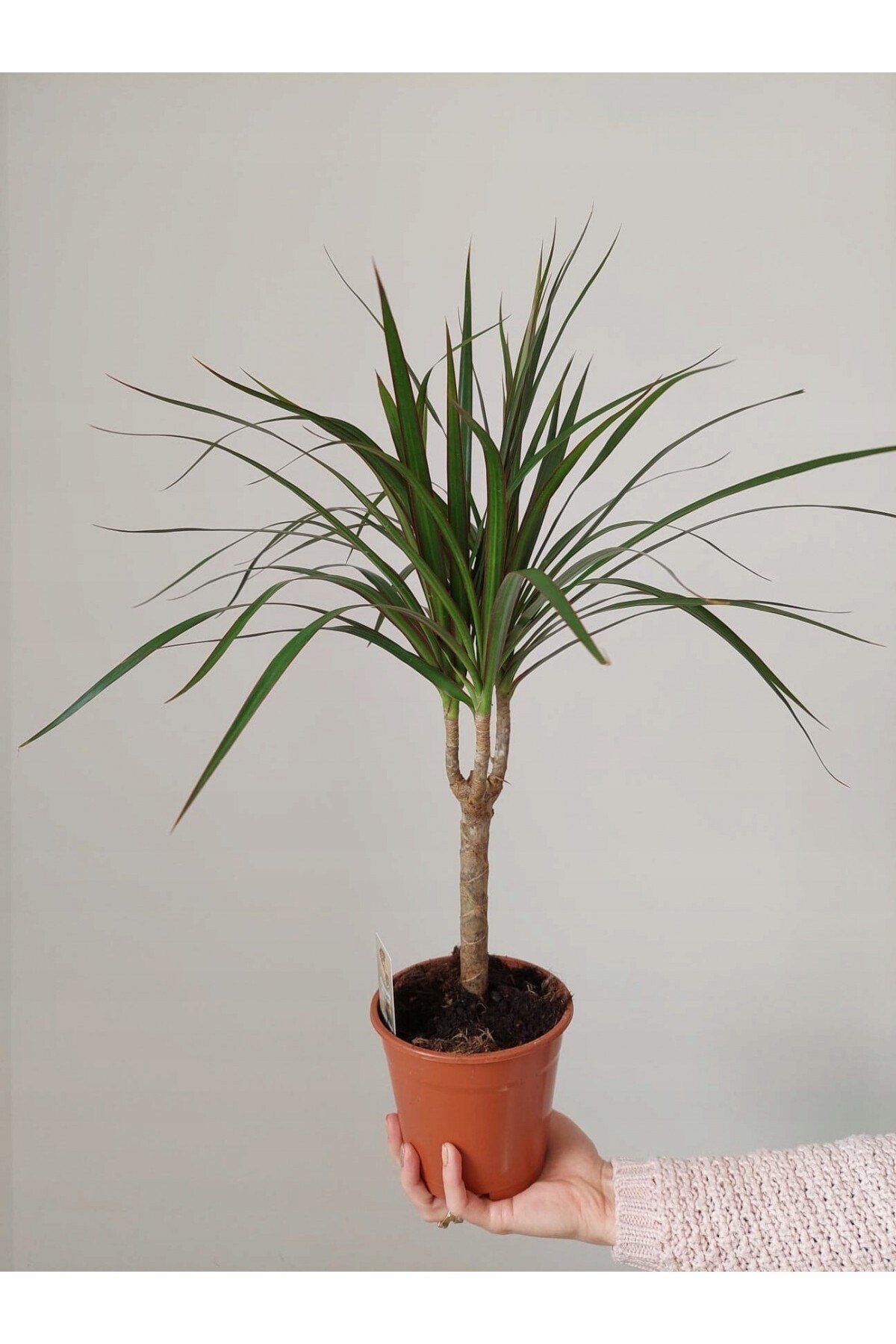 Madagaskar Dragon Ağacı – Dracaena Marginata - Tek Gövdeli Bordo