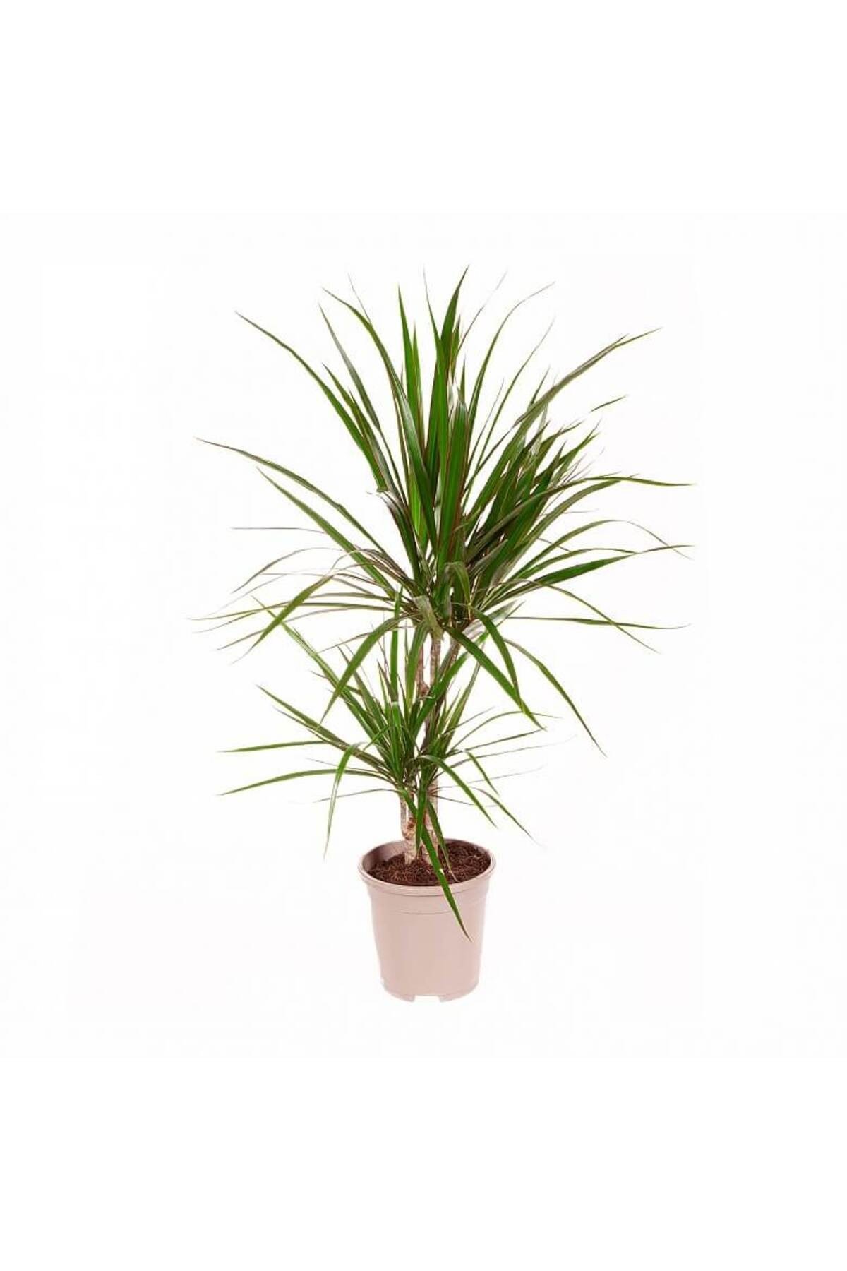 Madagaskar Dragon Ağacı – Dracaena Marginata 2 Gövdeli Yeşil