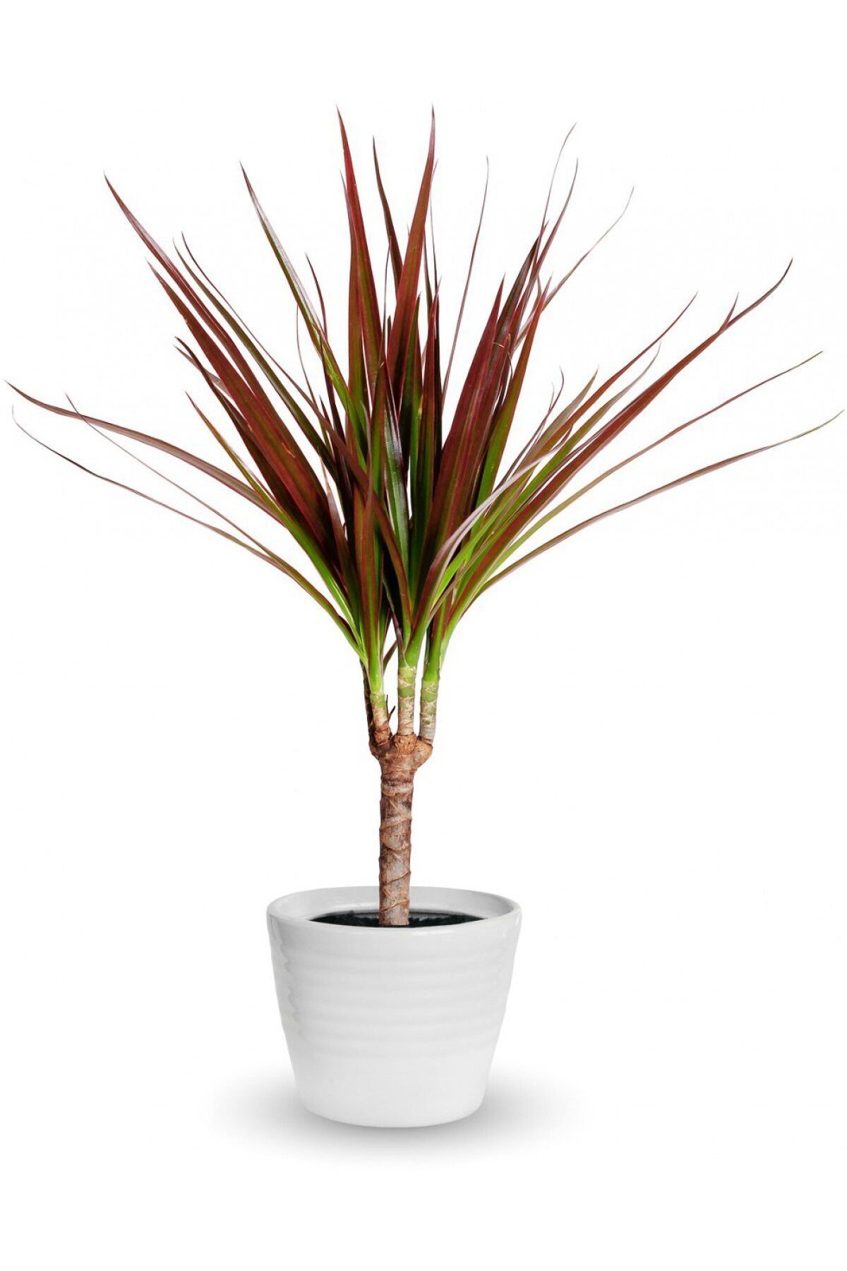 Madagaskar Dragon Ağacı – Dracaena Marginata - Tek Gövdeli Bordo