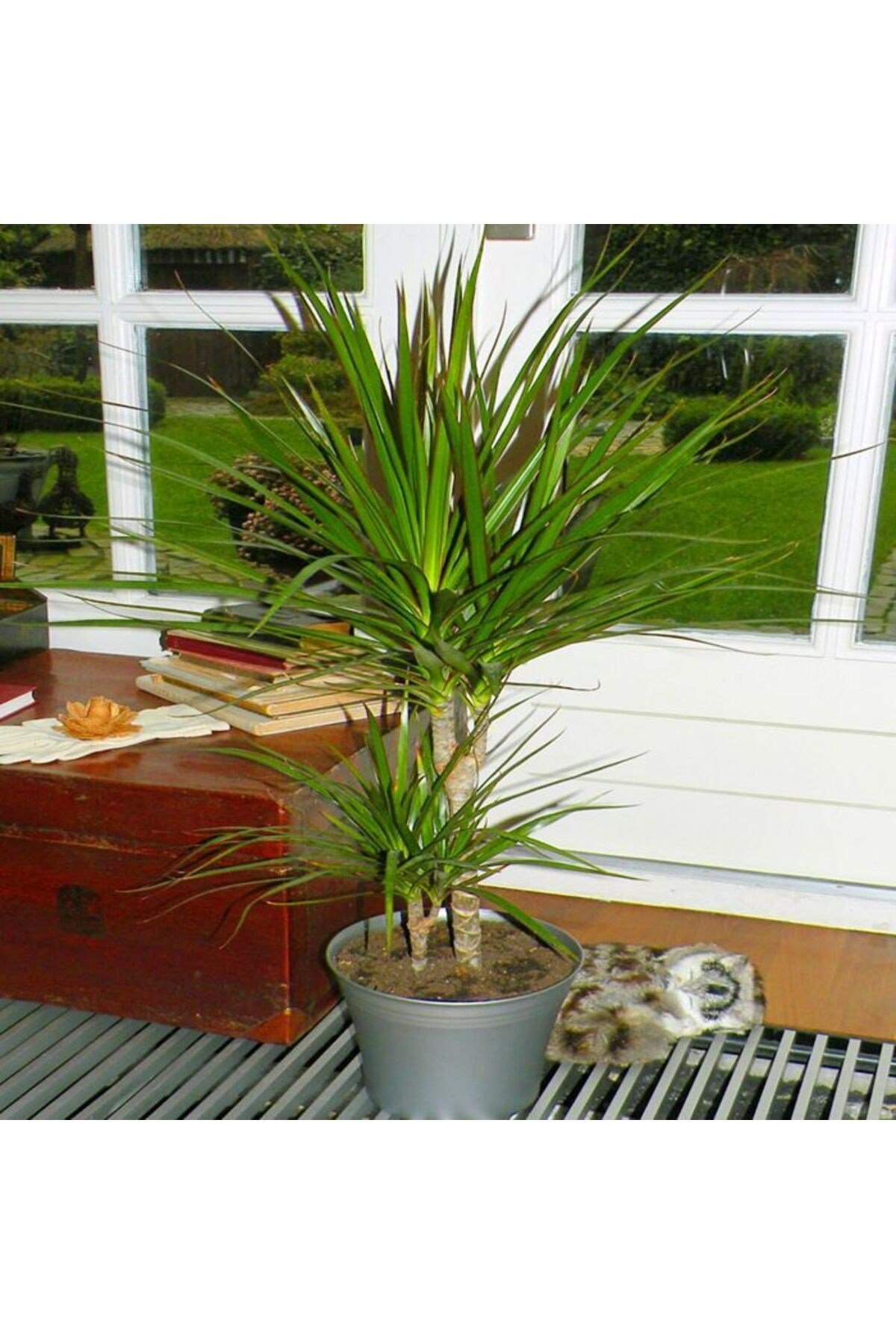Madagaskar Dragon Ağacı – Dracaena Marginata 2 Gövdeli Yeşil