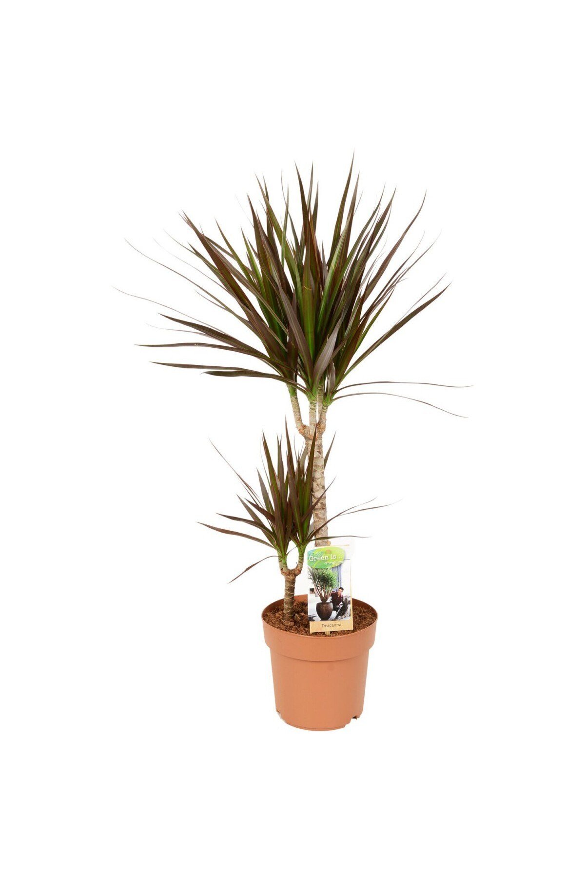 Madagaskar Dragon Ağacı – Dracaena Marginata 2 Gövdeli Bordo