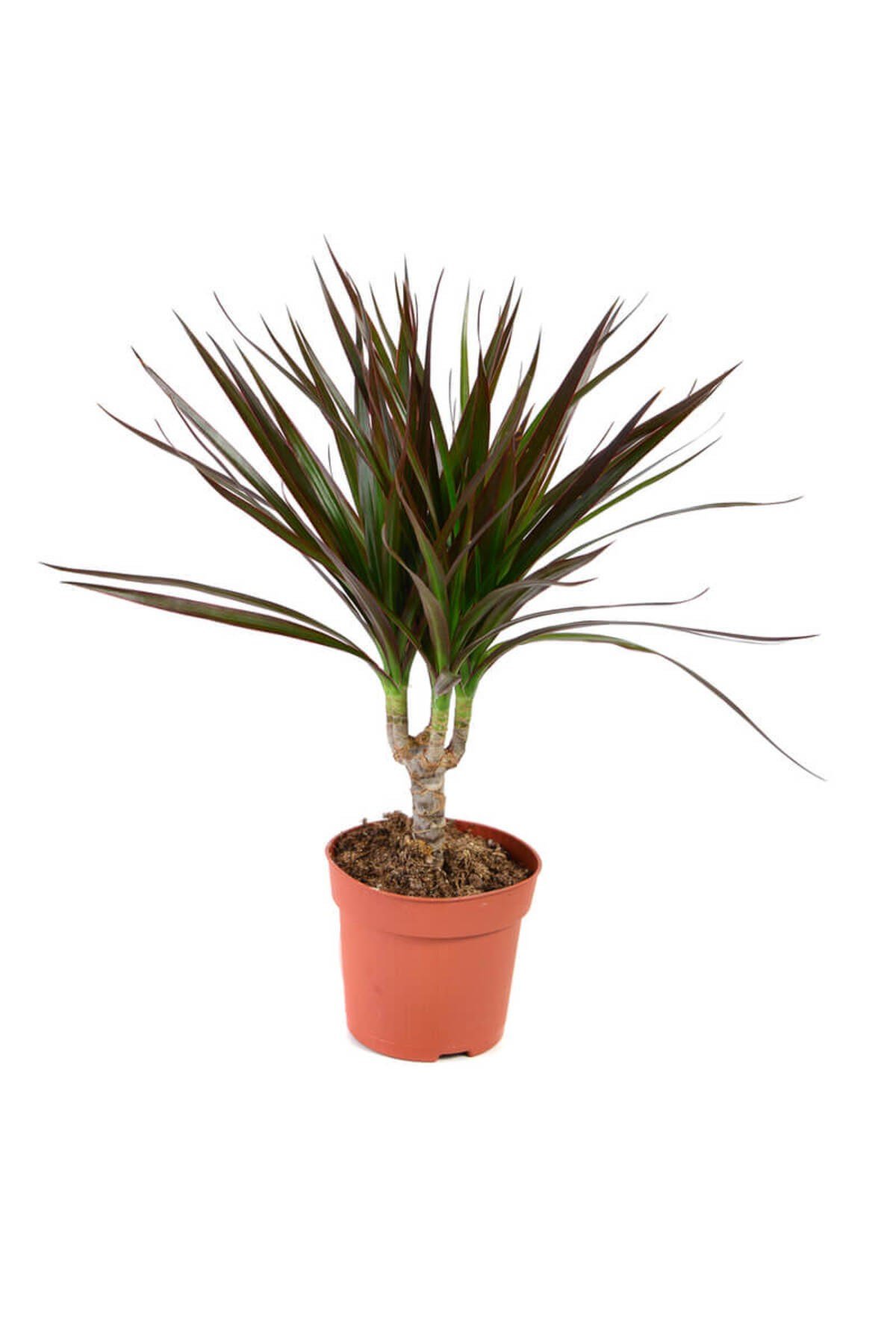 Madagaskar Dragon Ağacı – Dracaena Marginata - Tek Gövdeli Bordo