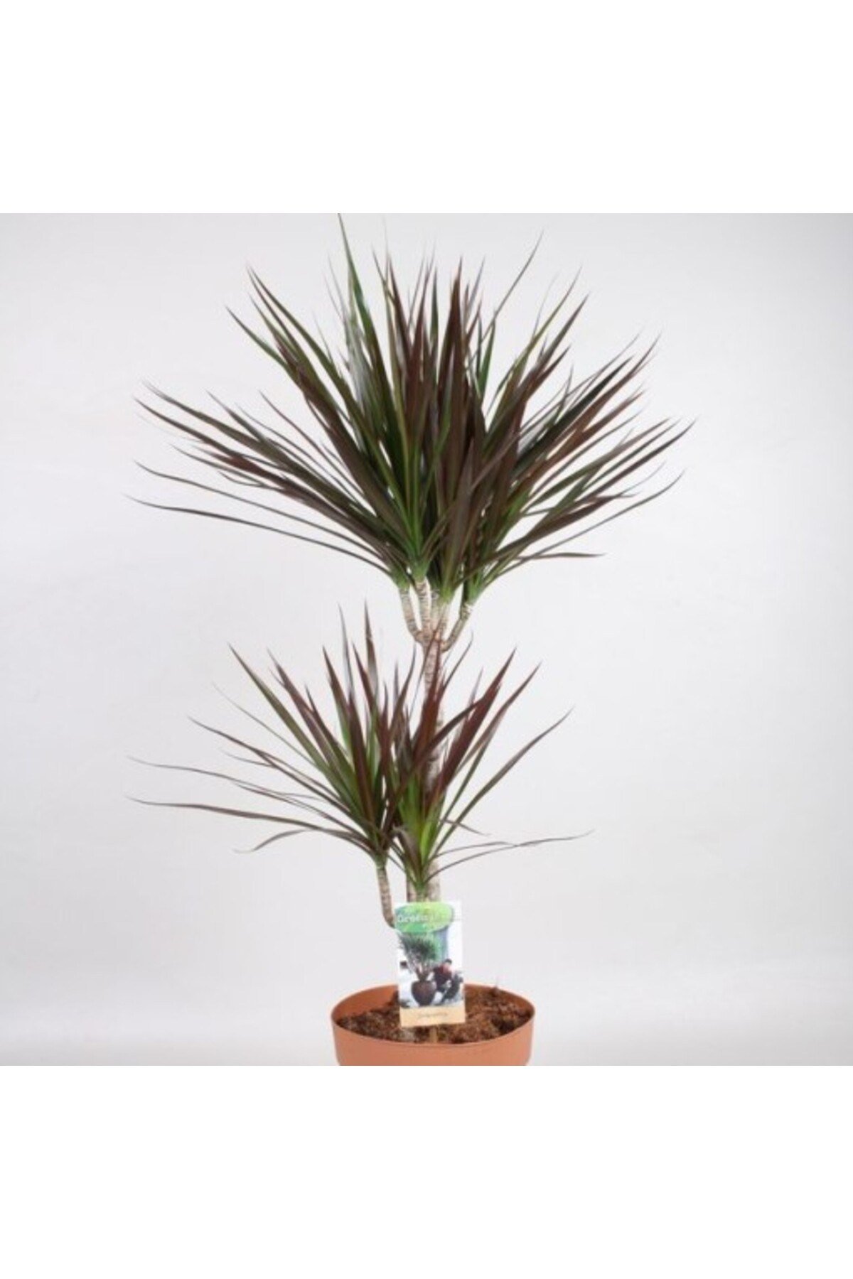 Madagaskar Dragon Ağacı – Dracaena Marginata 2 Gövdeli Bordo