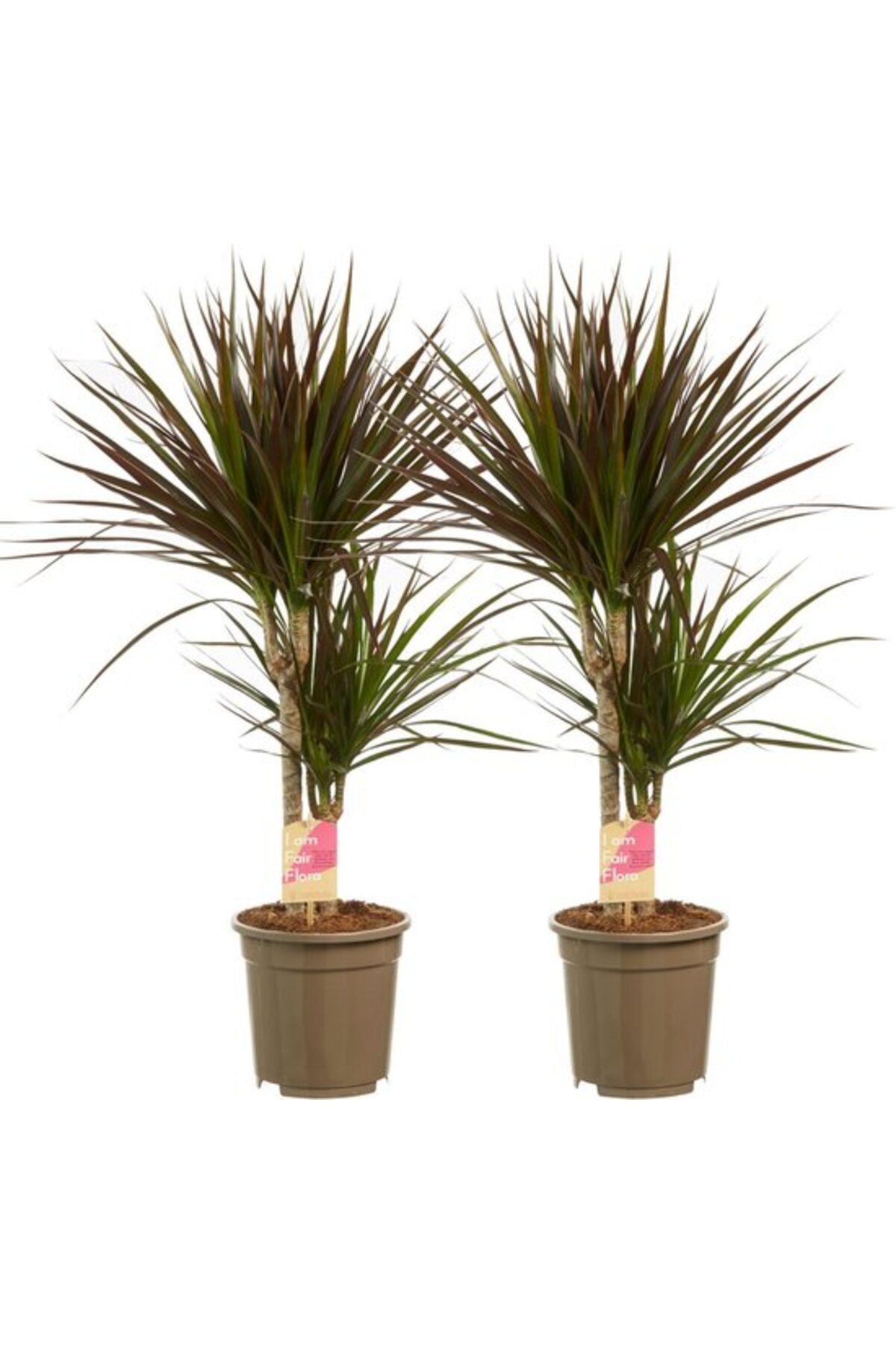 Madagaskar Dragon Ağacı – Dracaena Marginata 2 Gövdeli Bordo