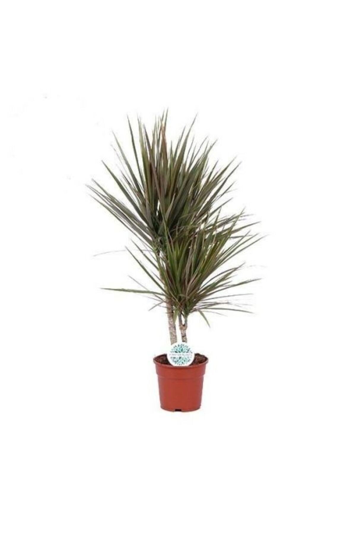Madagaskar Dragon Ağacı – Dracaena Marginata 2 Gövdeli Bordo