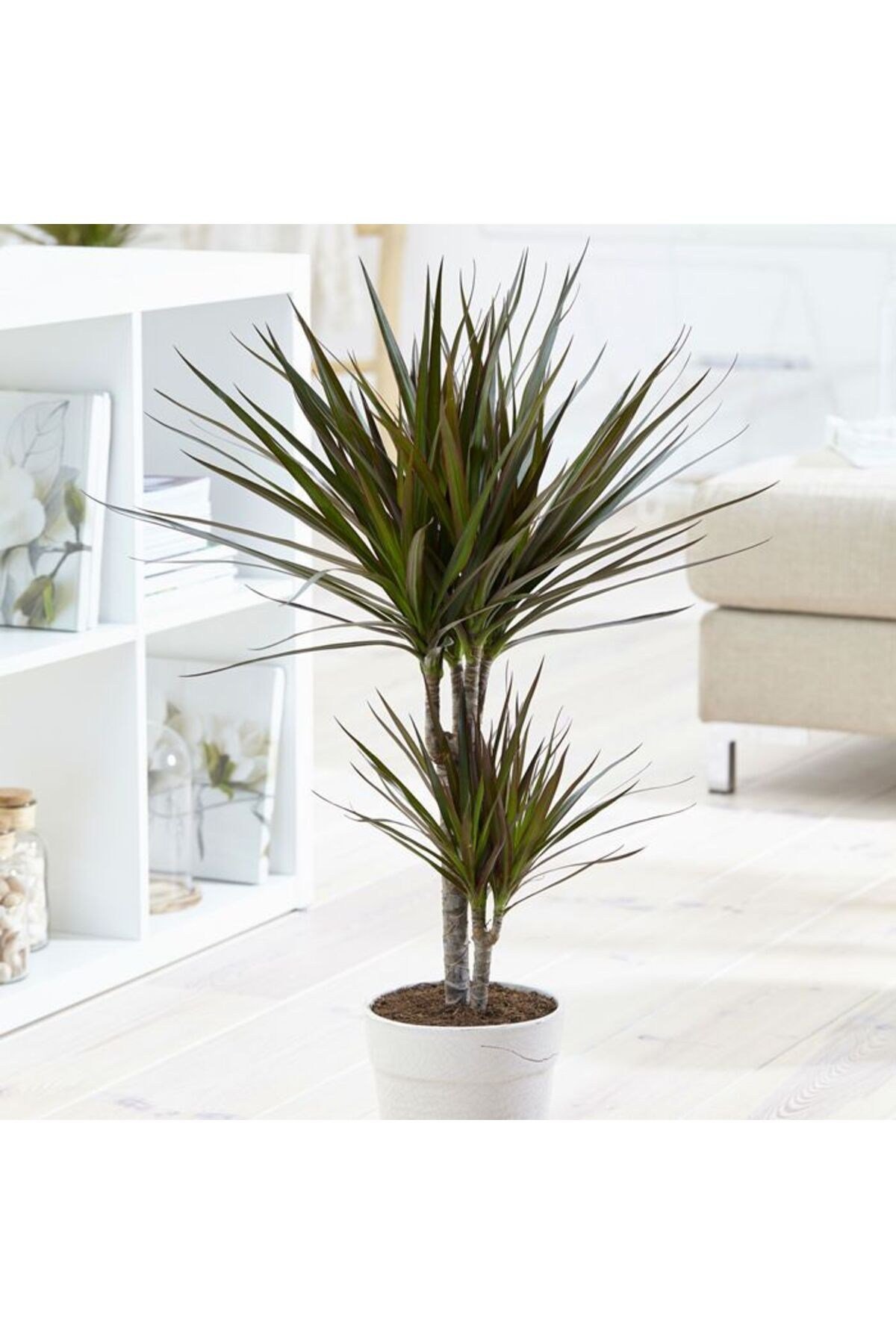 Madagaskar Dragon Ağacı – Dracaena Marginata 2 Gövdeli Bordo
