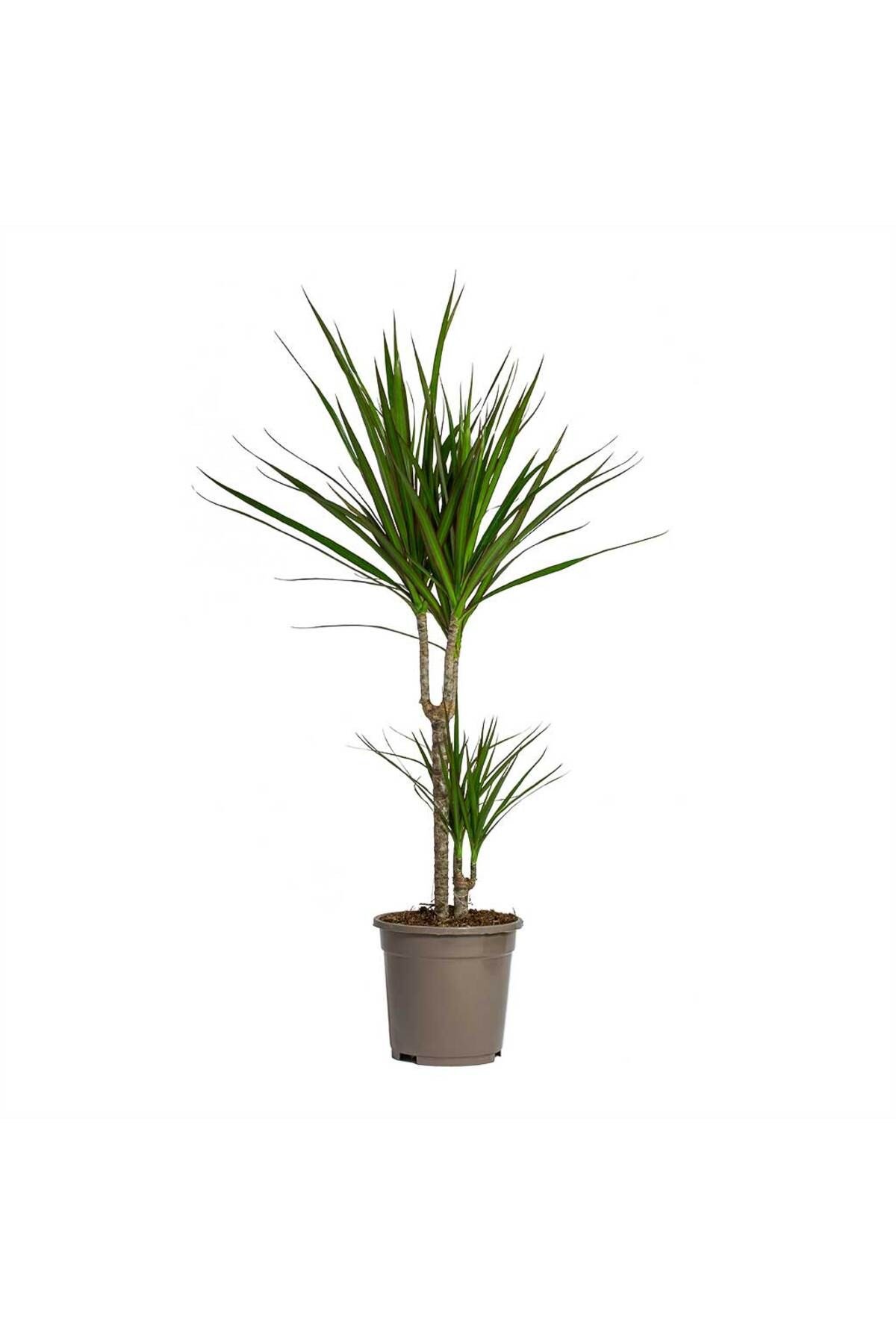 Madagaskar Dragon Ağacı – Dracaena Marginata 2 Gövdeli Yeşil