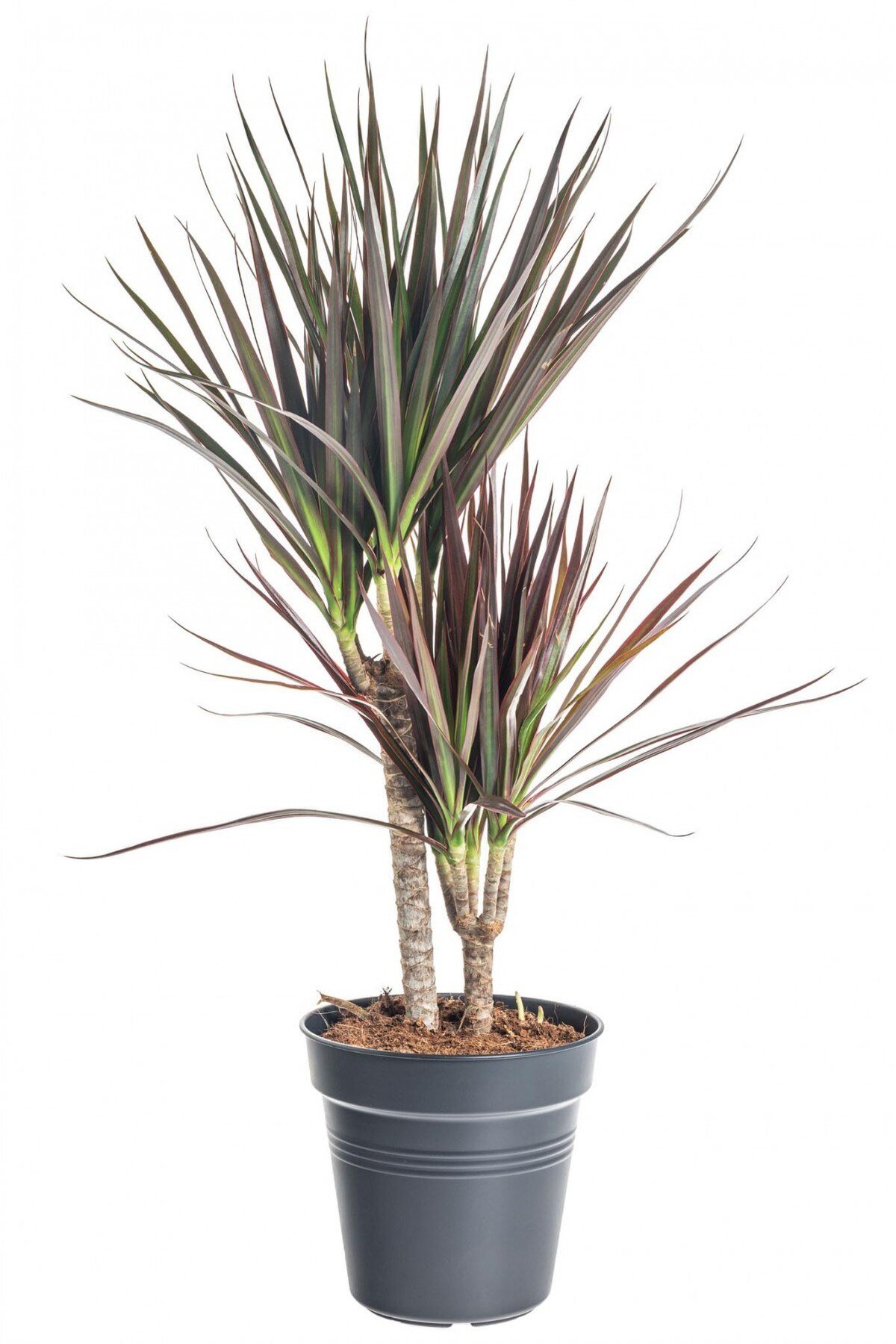 Madagaskar Dragon Ağacı – Dracaena Marginata 2 Gövdeli Bordo