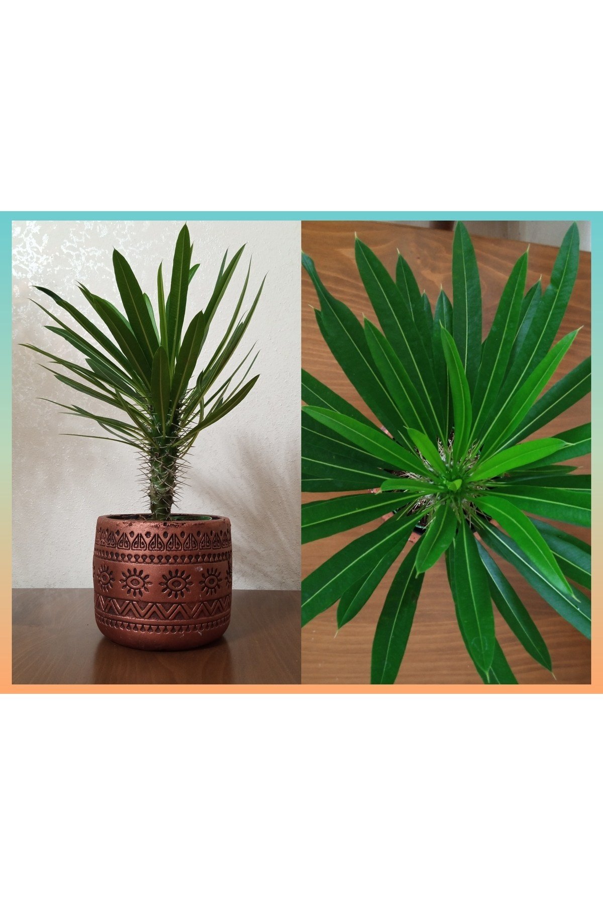 Madagaskar palmiyesi dekoratif taş saksıda 30-35 cm