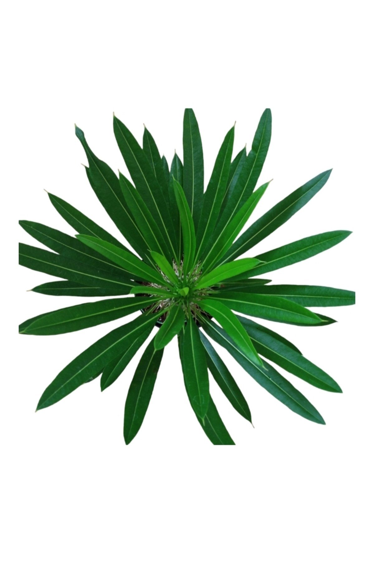 Madagaskar palmiyesi dekoratif taş saksıda 30-35 cm