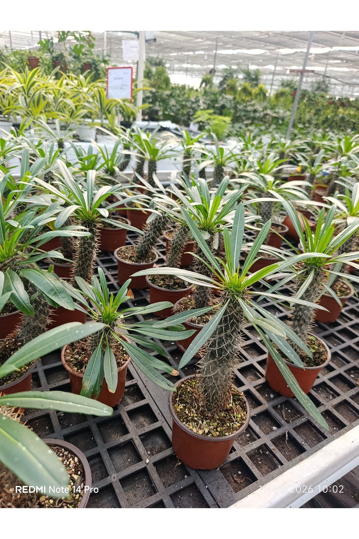 Madagaskar Palmiyesi - Egzotik Pachypodium Lamerei - Ofis ve Ev İçin Nadir Koleksiyon Bitkisi