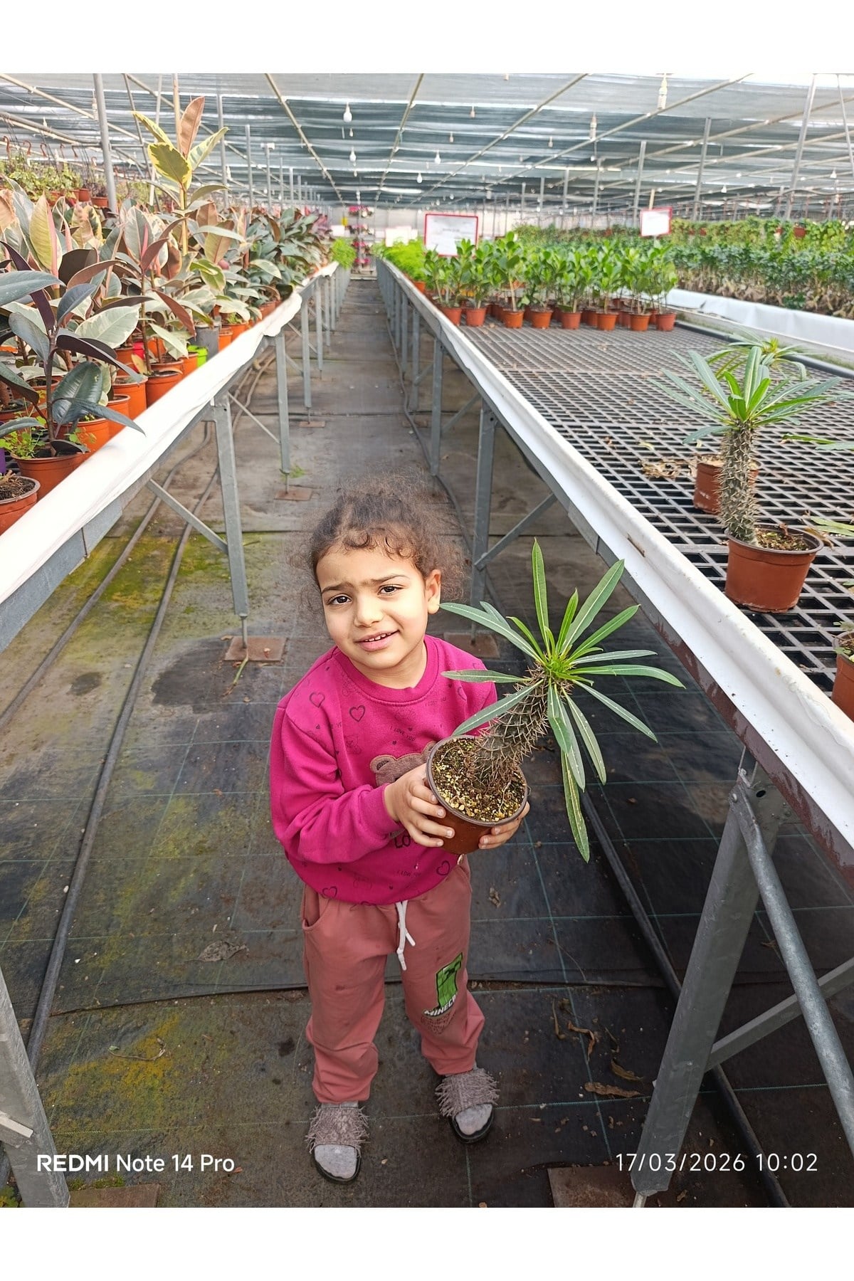 Madagaskar Palmiyesi - Egzotik Pachypodium Lamerei - Ofis ve Ev İçin Nadir Koleksiyon Bitkisi