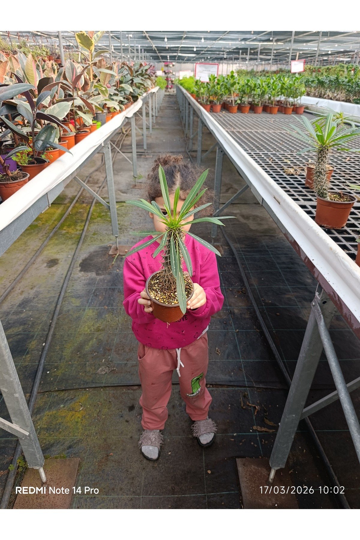Madagaskar Palmiyesi - Egzotik Pachypodium Lamerei - Ofis ve Ev İçin Nadir Koleksiyon Bitkisi