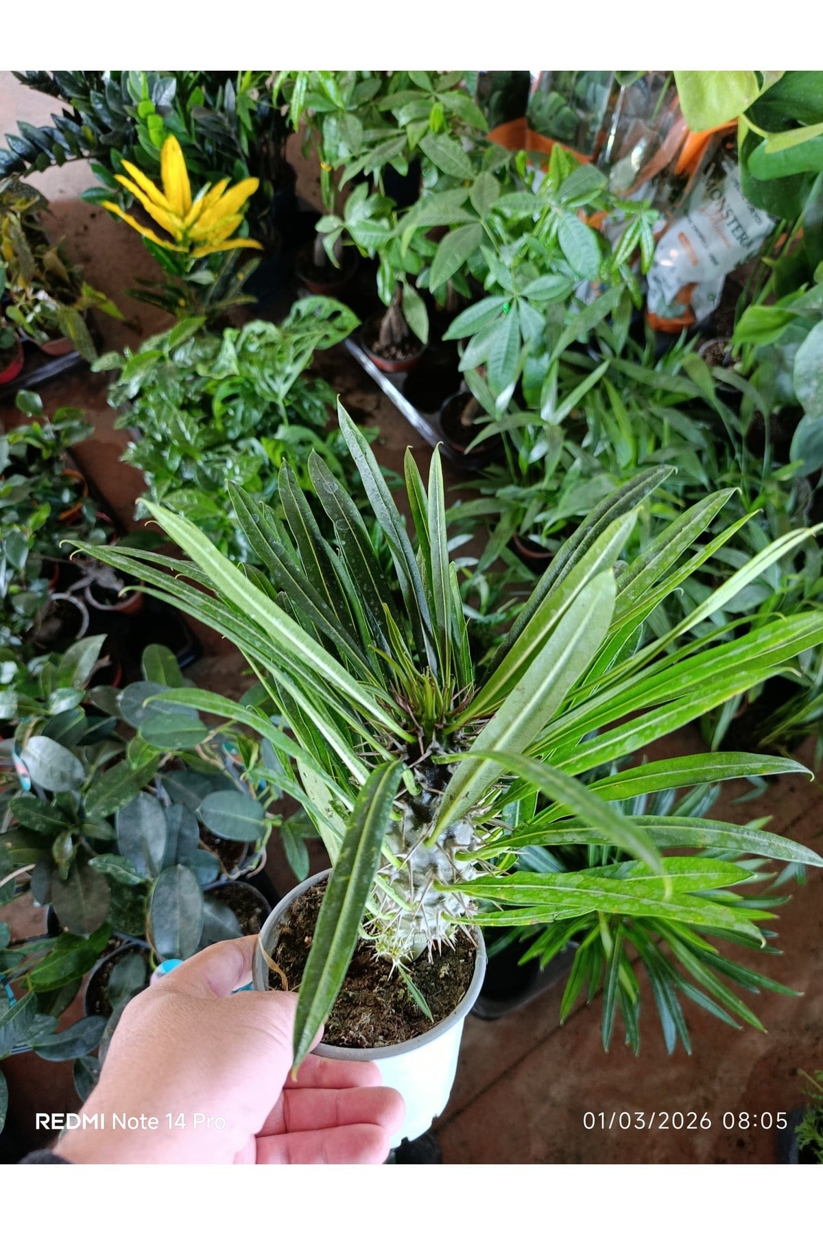 Madagaskar Palmiyesi - Pachypodium Lamerei - Dikenli Egzotik Salon Bitkisi